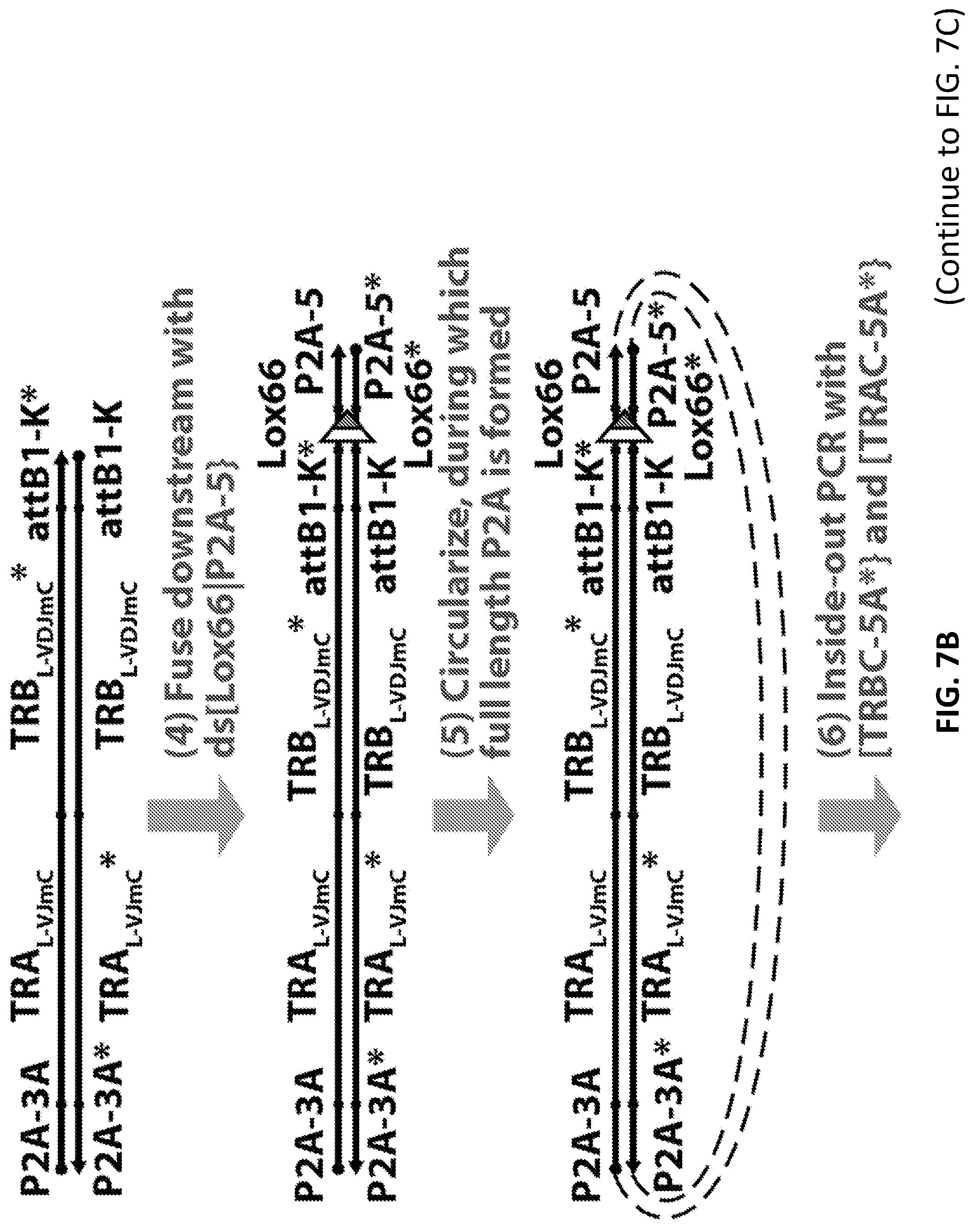 Patent US12098181 Figure 12 – High throughput cloning of paired bipartite immunoreceptor polynucleotides and applications thereof