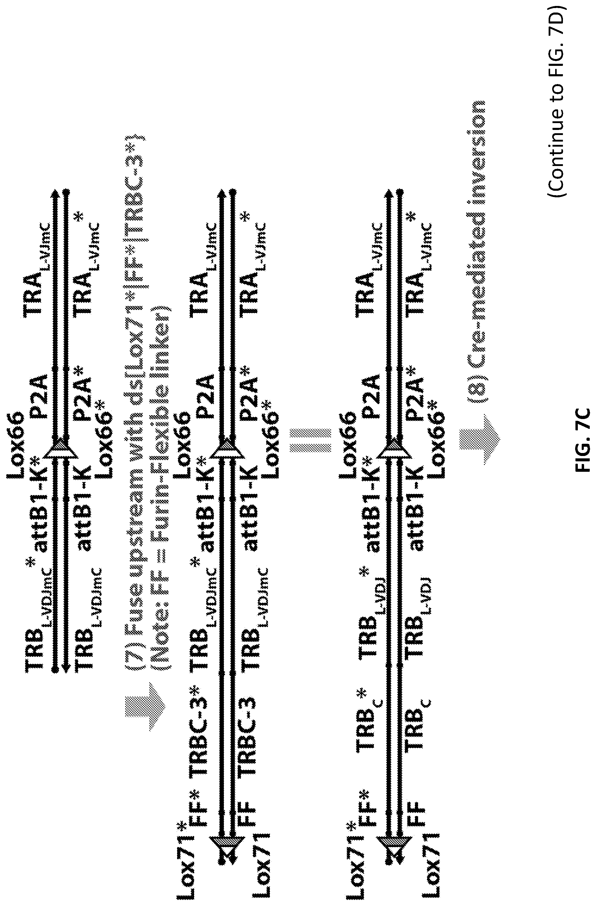 Patent US12098181 Figure 13 – High throughput cloning of paired bipartite immunoreceptor polynucleotides and applications thereof
