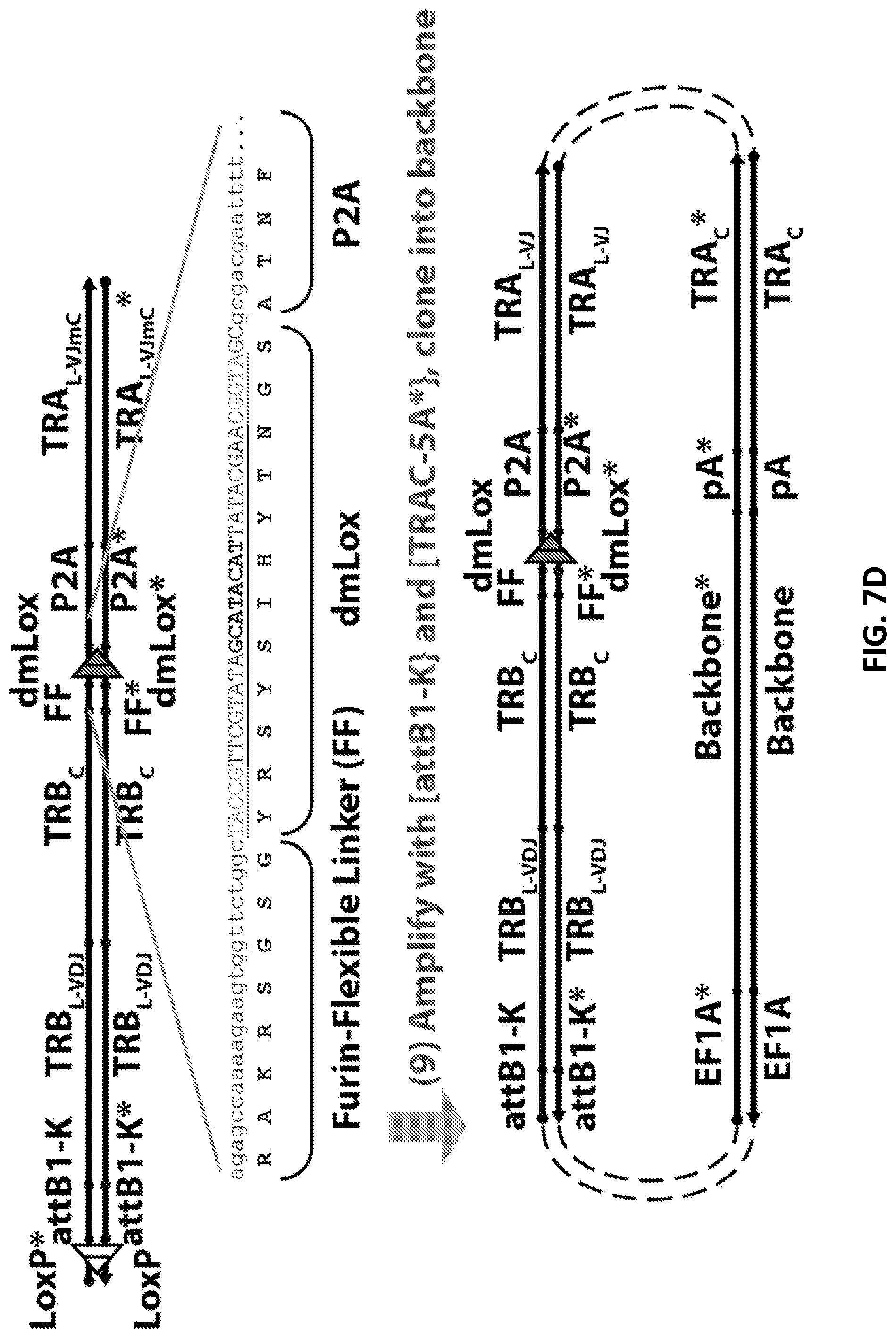 Patent US12098181 Figure 14 – High throughput cloning of paired bipartite immunoreceptor polynucleotides and applications thereof
