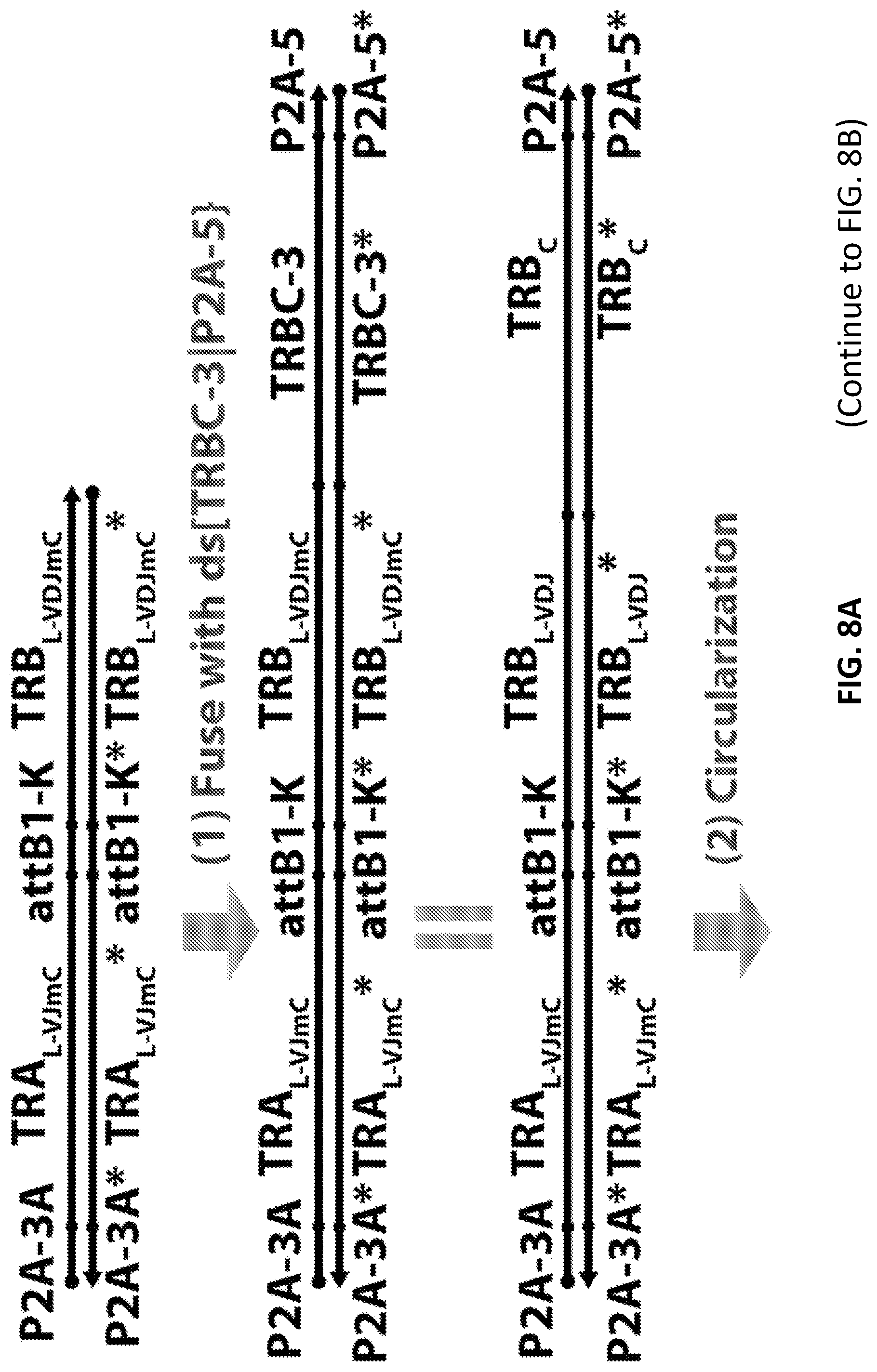 Patent US12098181 Figure 15 – High throughput cloning of paired bipartite immunoreceptor polynucleotides and applications thereof