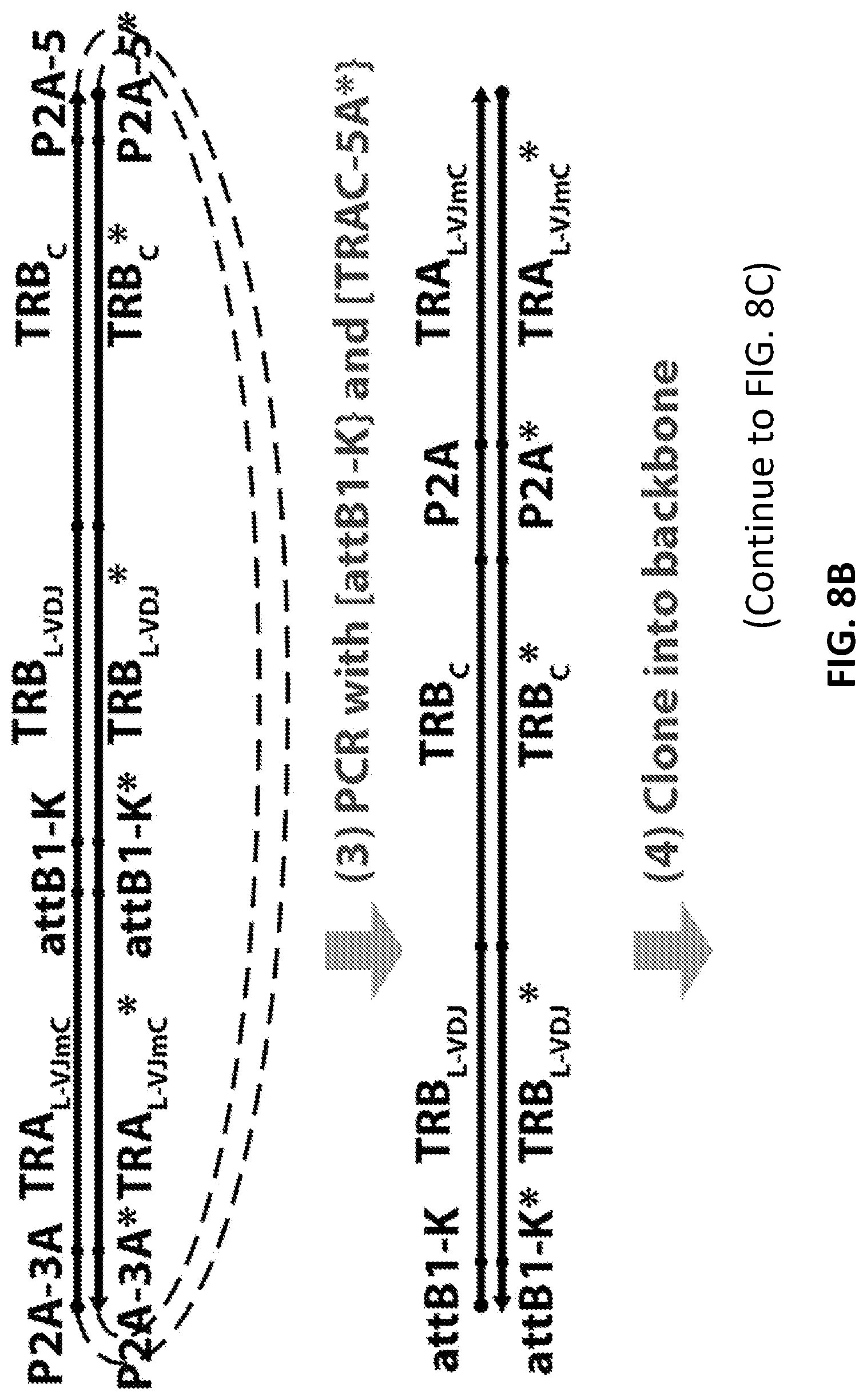 Patent US12098181 Figure 16 – High throughput cloning of paired bipartite immunoreceptor polynucleotides and applications thereof