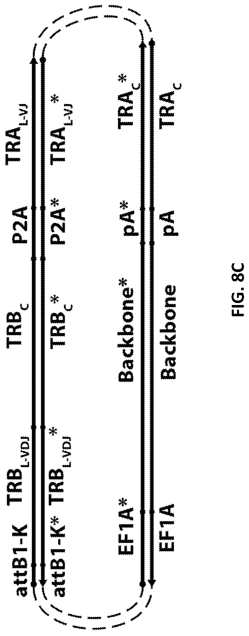 Patent US12098181 Figure 17 – High throughput cloning of paired bipartite immunoreceptor polynucleotides and applications thereof