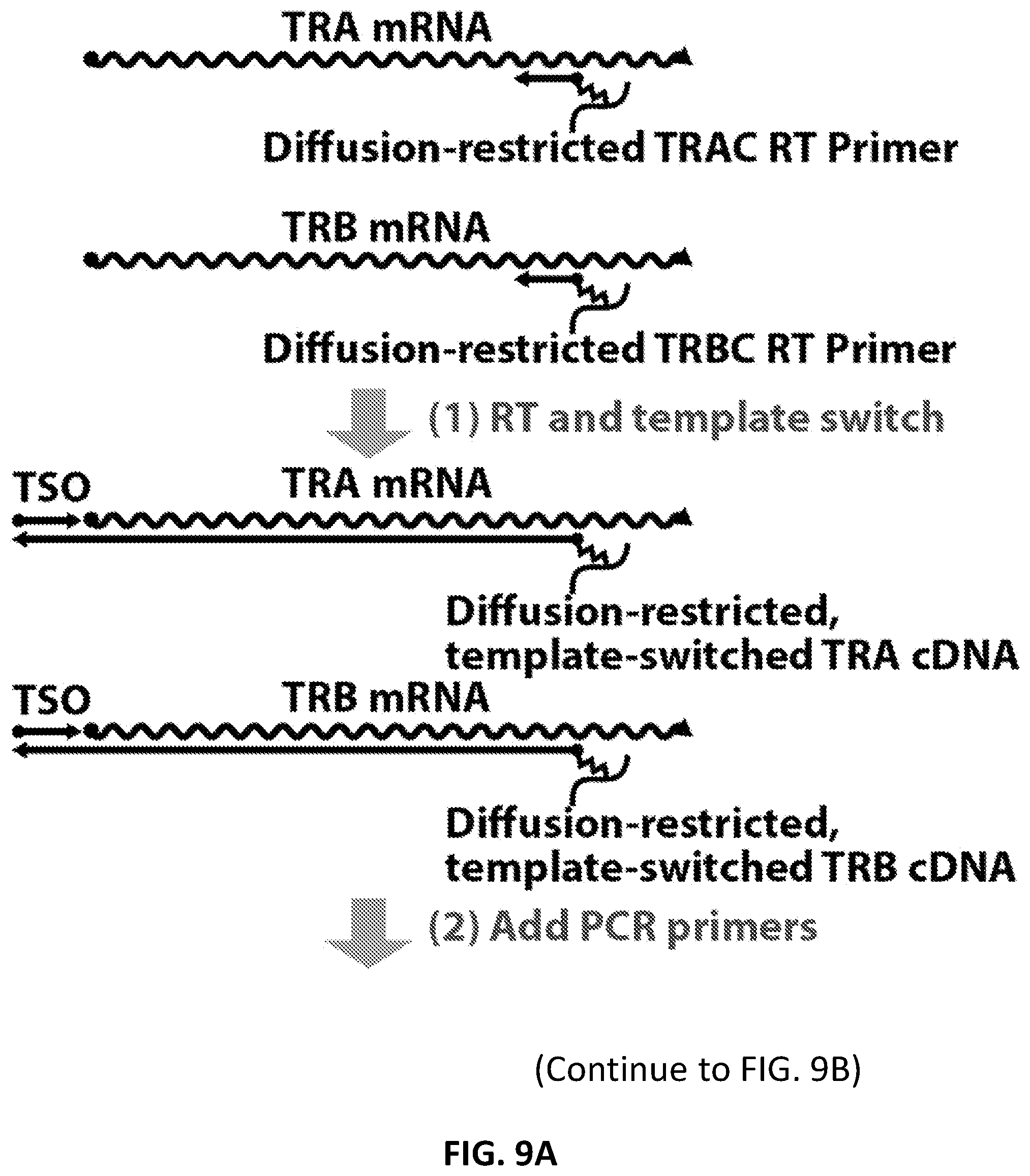 Patent US12098181 Figure 18 – High throughput cloning of paired bipartite immunoreceptor polynucleotides and applications thereof