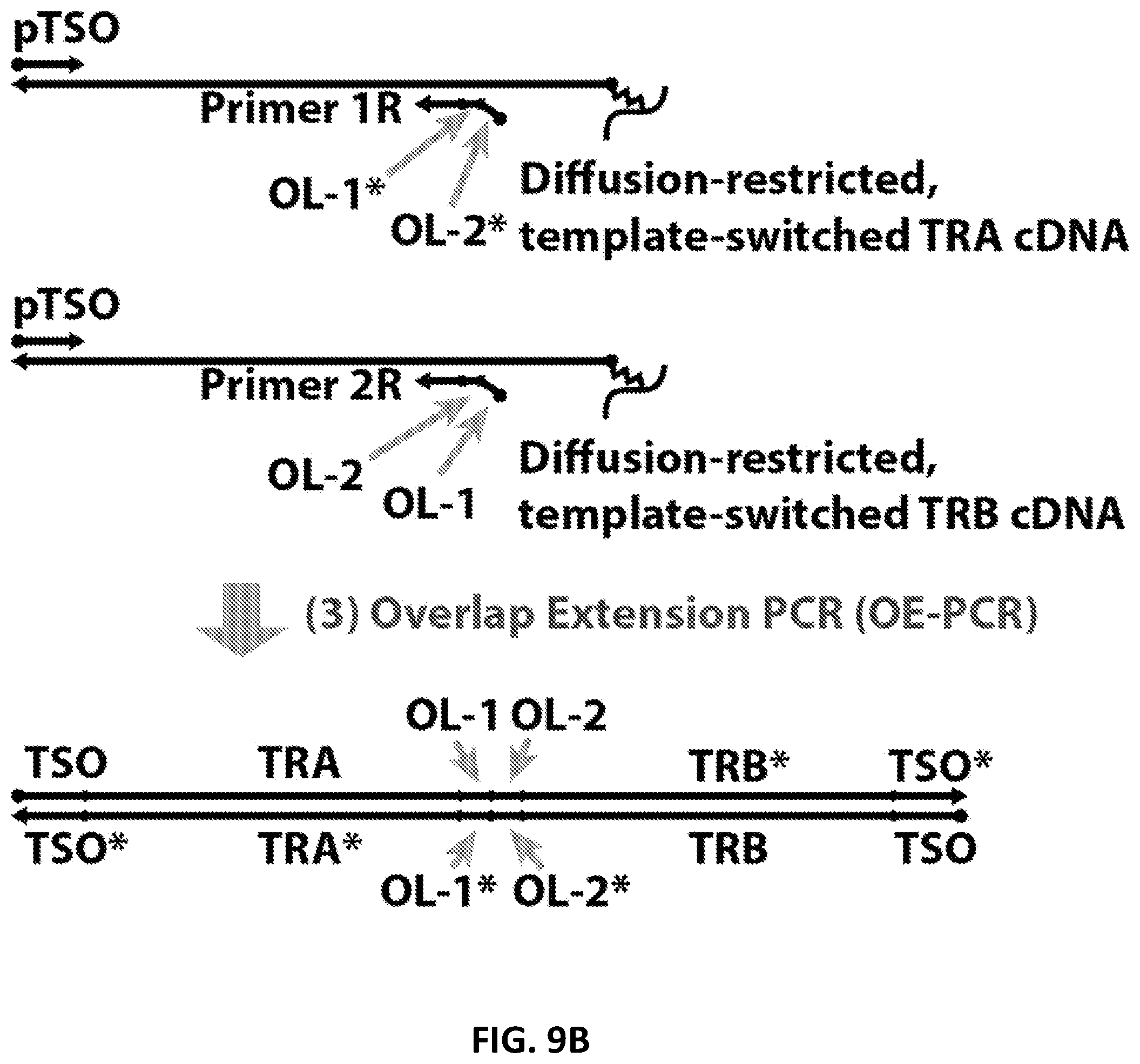 Patent US12098181 Figure 19 – High throughput cloning of paired bipartite immunoreceptor polynucleotides and applications thereof