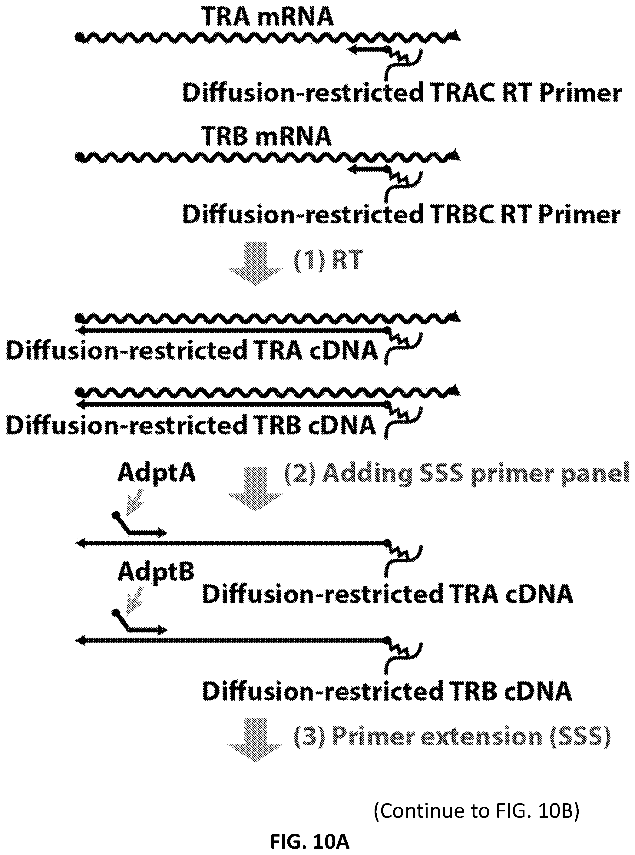 Patent US12098181 Figure 20 – High throughput cloning of paired bipartite immunoreceptor polynucleotides and applications thereof