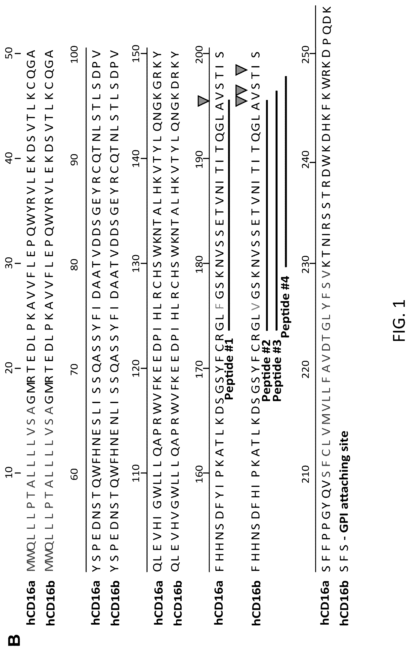 Patent US12098182 Figure 5 – Polypeptides, cells, and methods involving engineered CD16