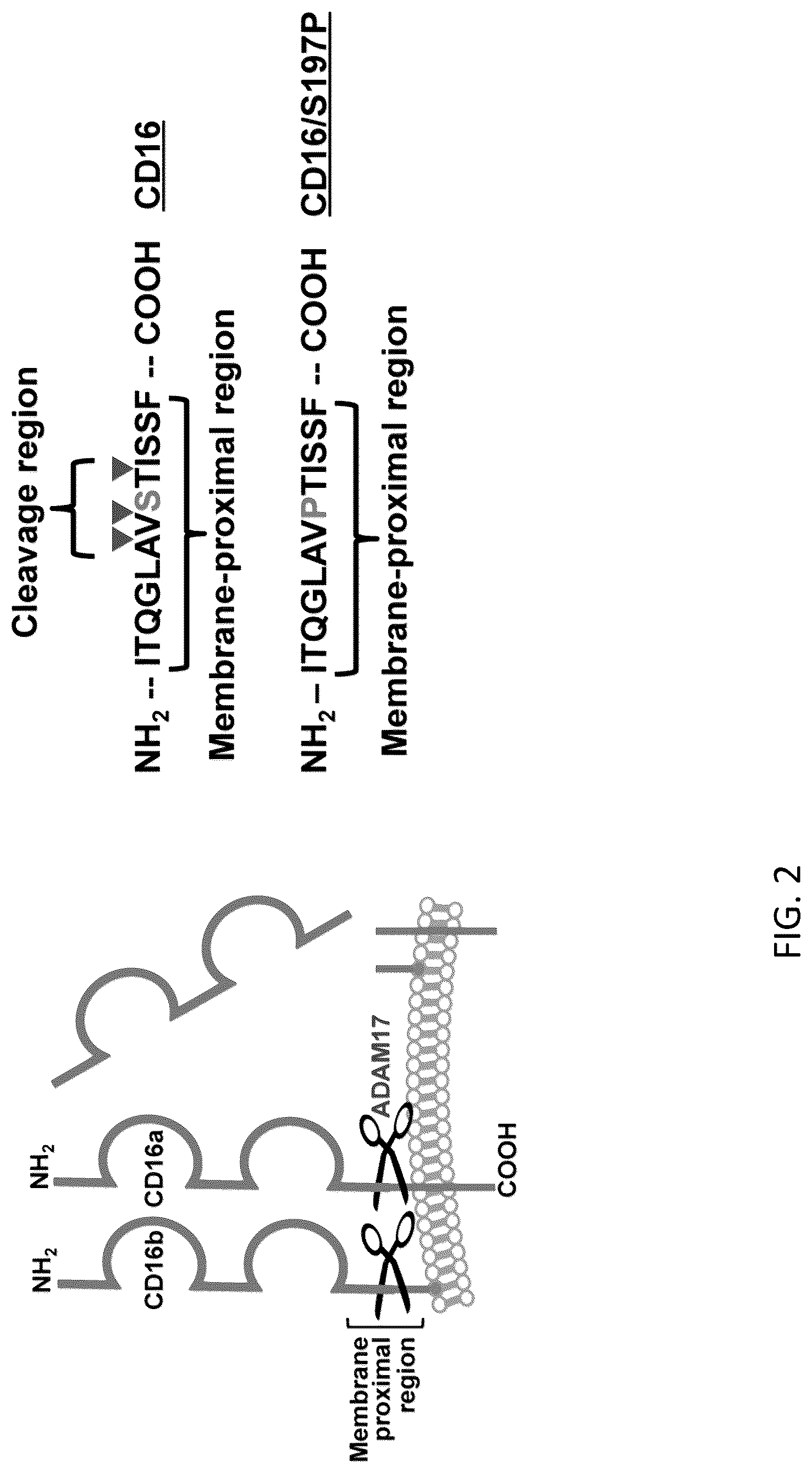 Patent US12098182 Figure 6 – Polypeptides, cells, and methods involving engineered CD16