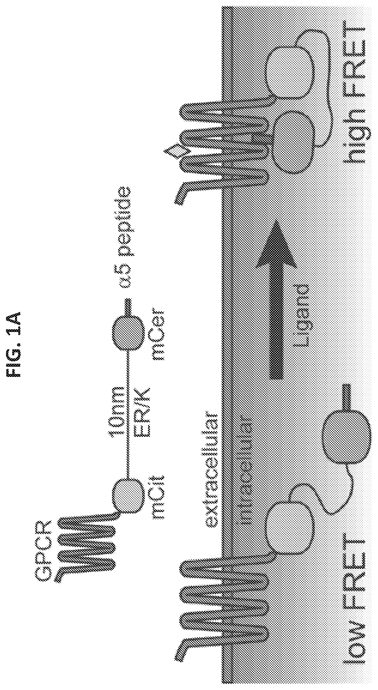 Patent US12098184 Figure 1 – G protein-coupled receptor (GPCR) ligand assay