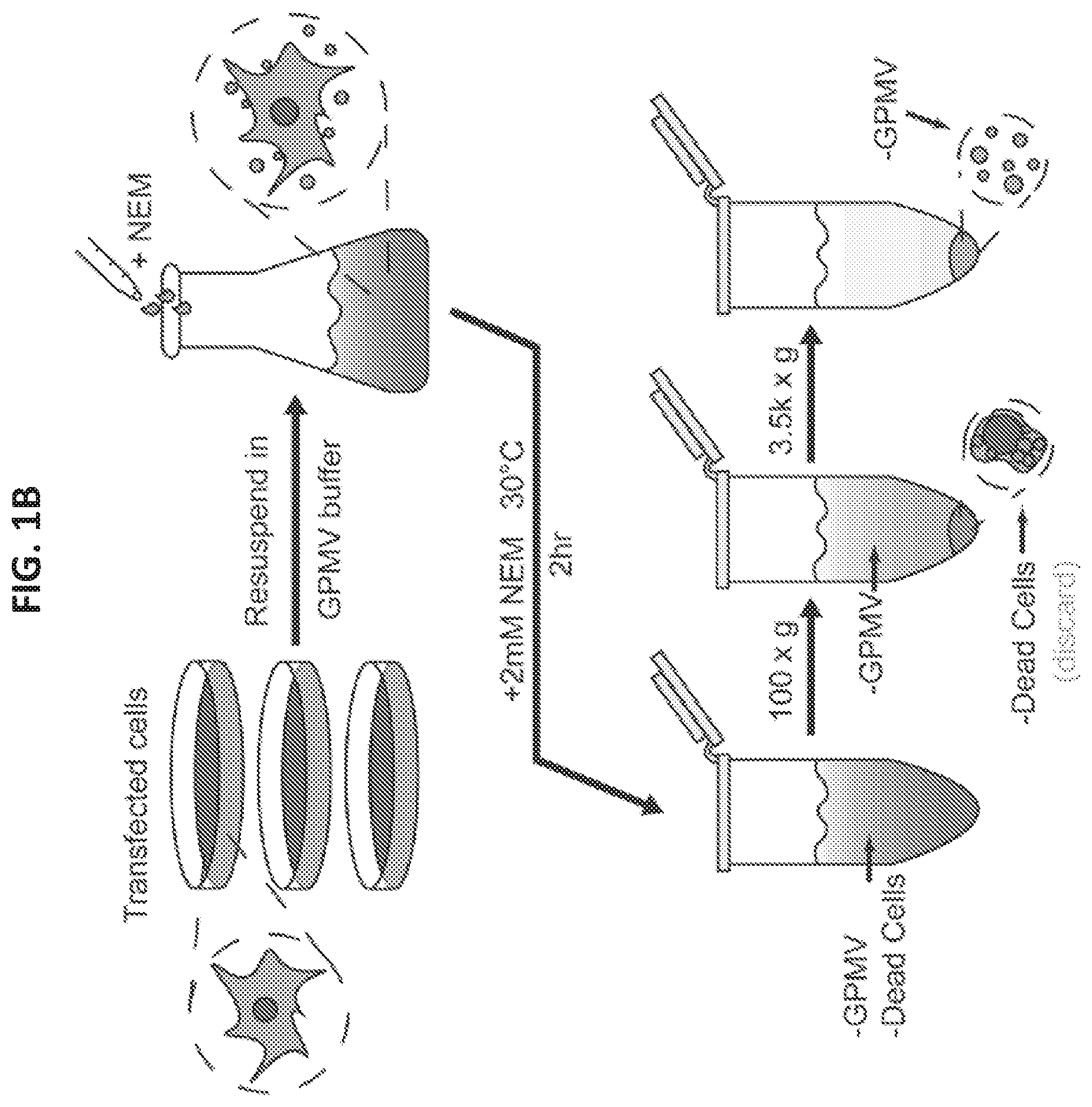Patent US12098184 Figure 2 – G protein-coupled receptor (GPCR) ligand assay