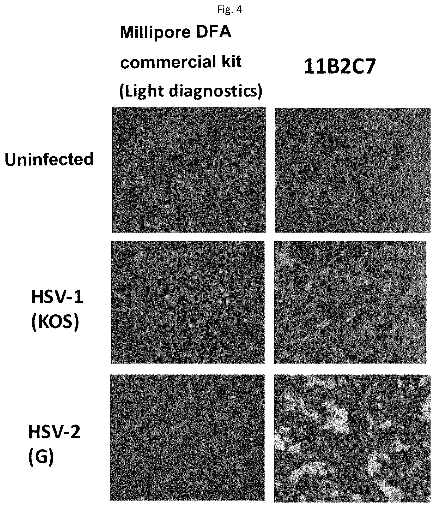 Patent US12098185 Figure 4 – Monoclonal antibody 11B2C7 or fragment thereof, that specifically recognizes herpes simplex virus 1 and 2