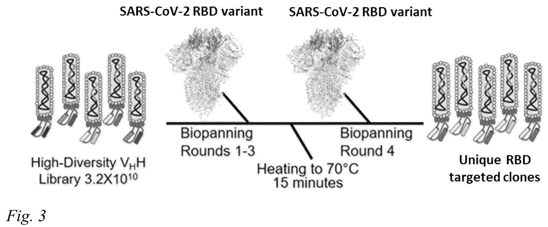Patent US12098186 Figure 2 – Multivalent anti-SARS-CoV-2 nanobodies