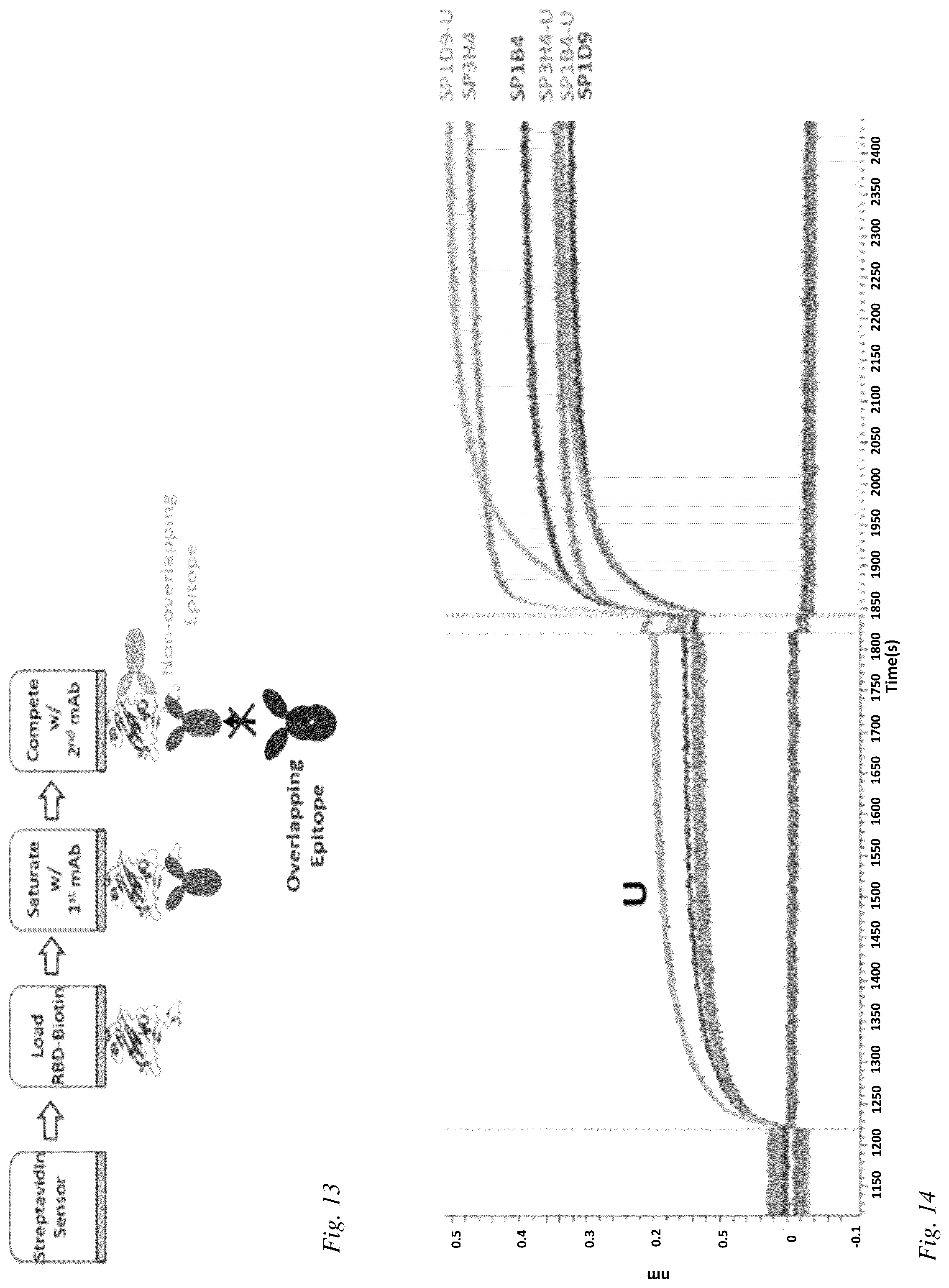 Patent US12098186 Figure 10 – Multivalent anti-SARS-CoV-2 nanobodies