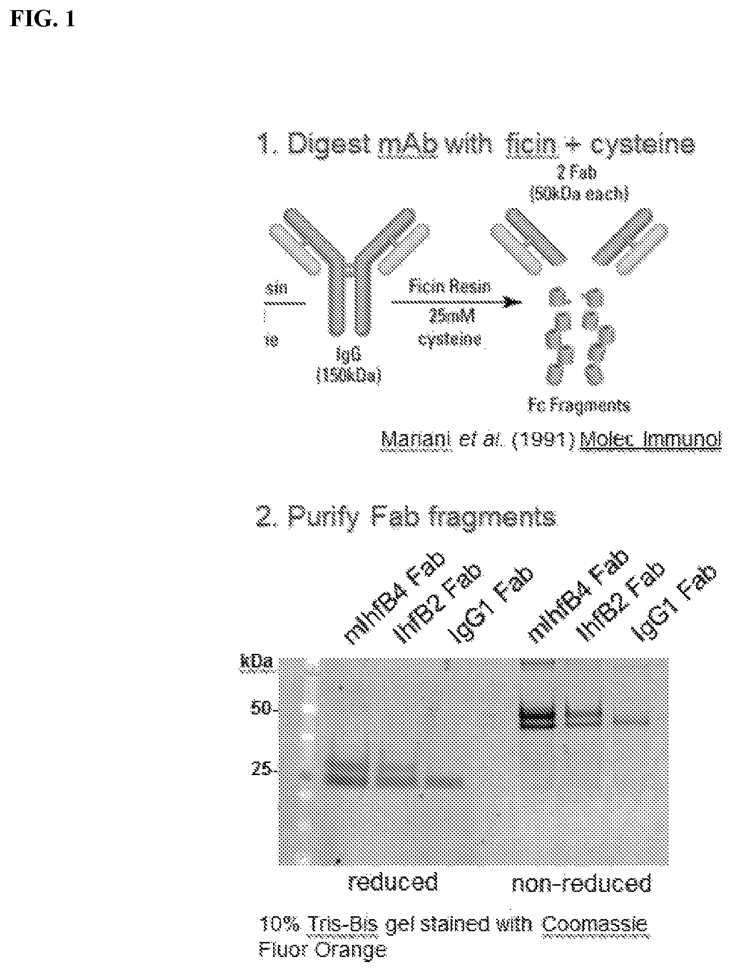 Patent US12098188 Figure 1 – Antibody fragments for the treatment of biofilm-related disorders