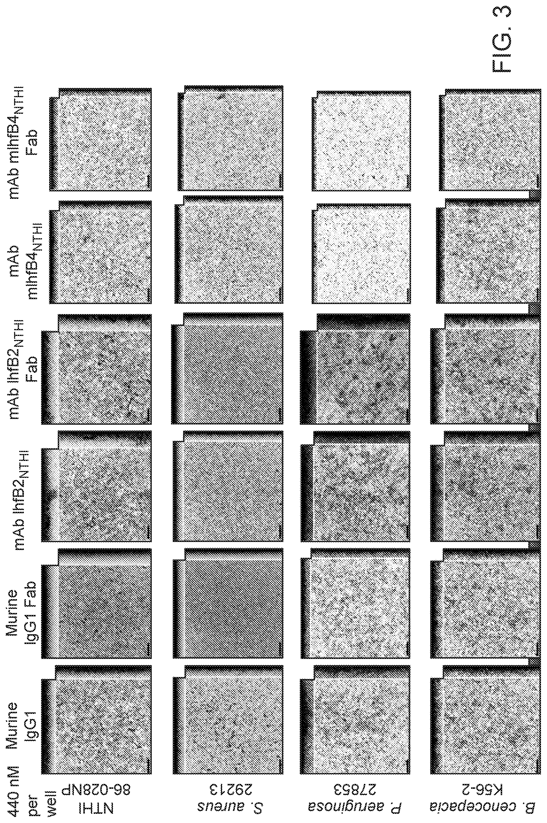 Patent US12098188 Figure 3 – Antibody fragments for the treatment of biofilm-related disorders