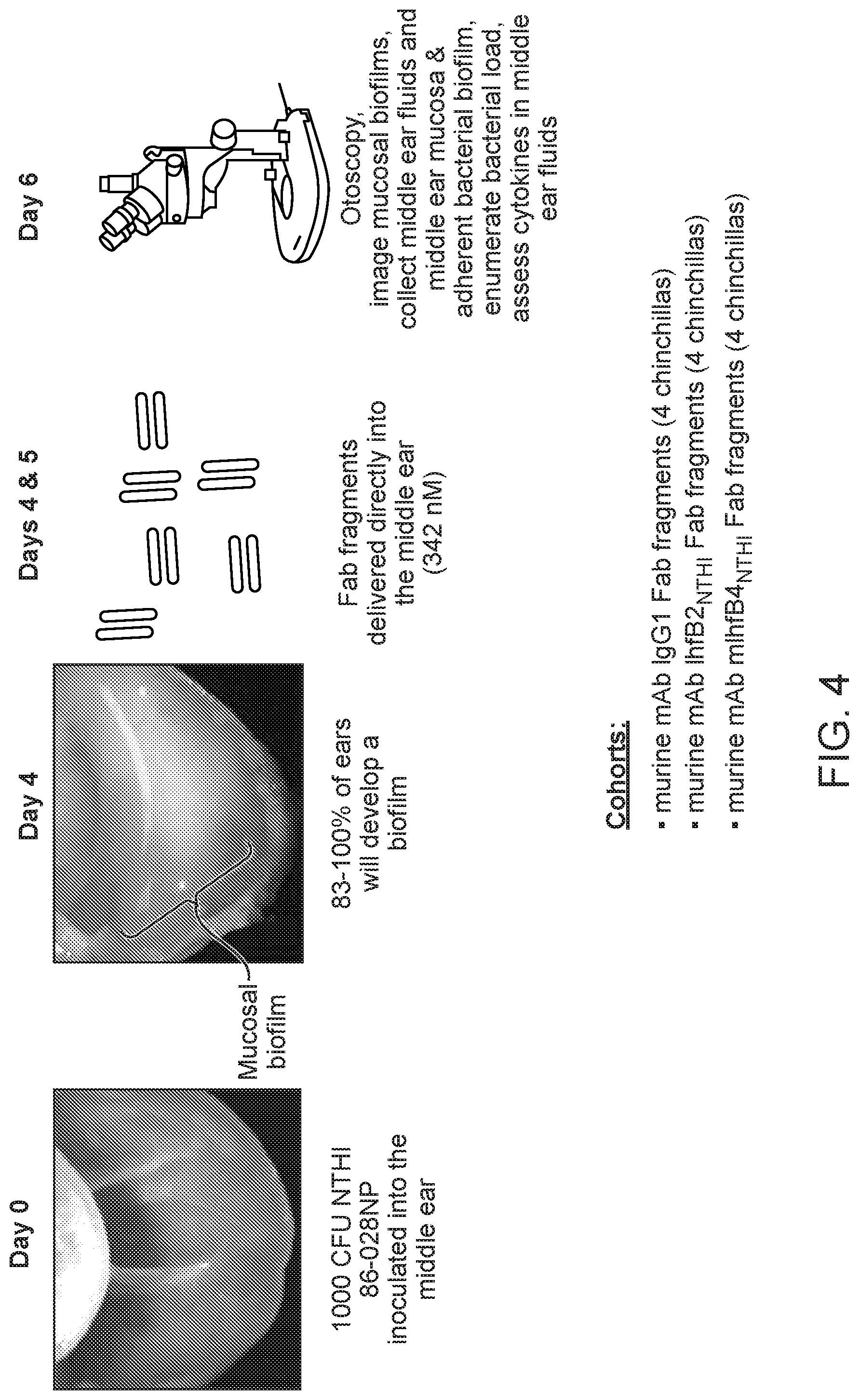 Patent US12098188 Figure 4 – Antibody fragments for the treatment of biofilm-related disorders