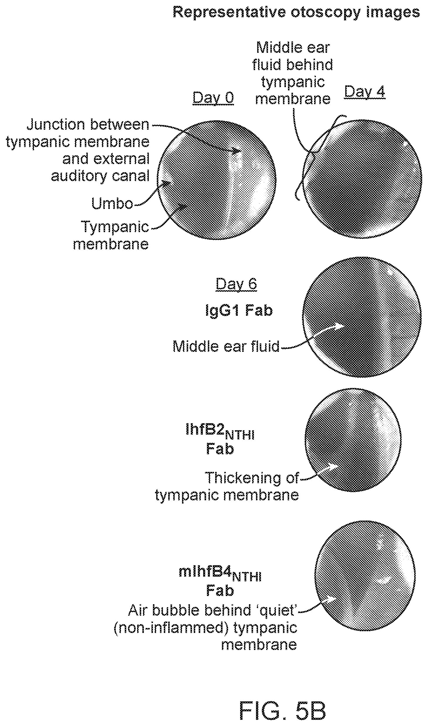 Patent US12098188 Figure 6 – Antibody fragments for the treatment of biofilm-related disorders