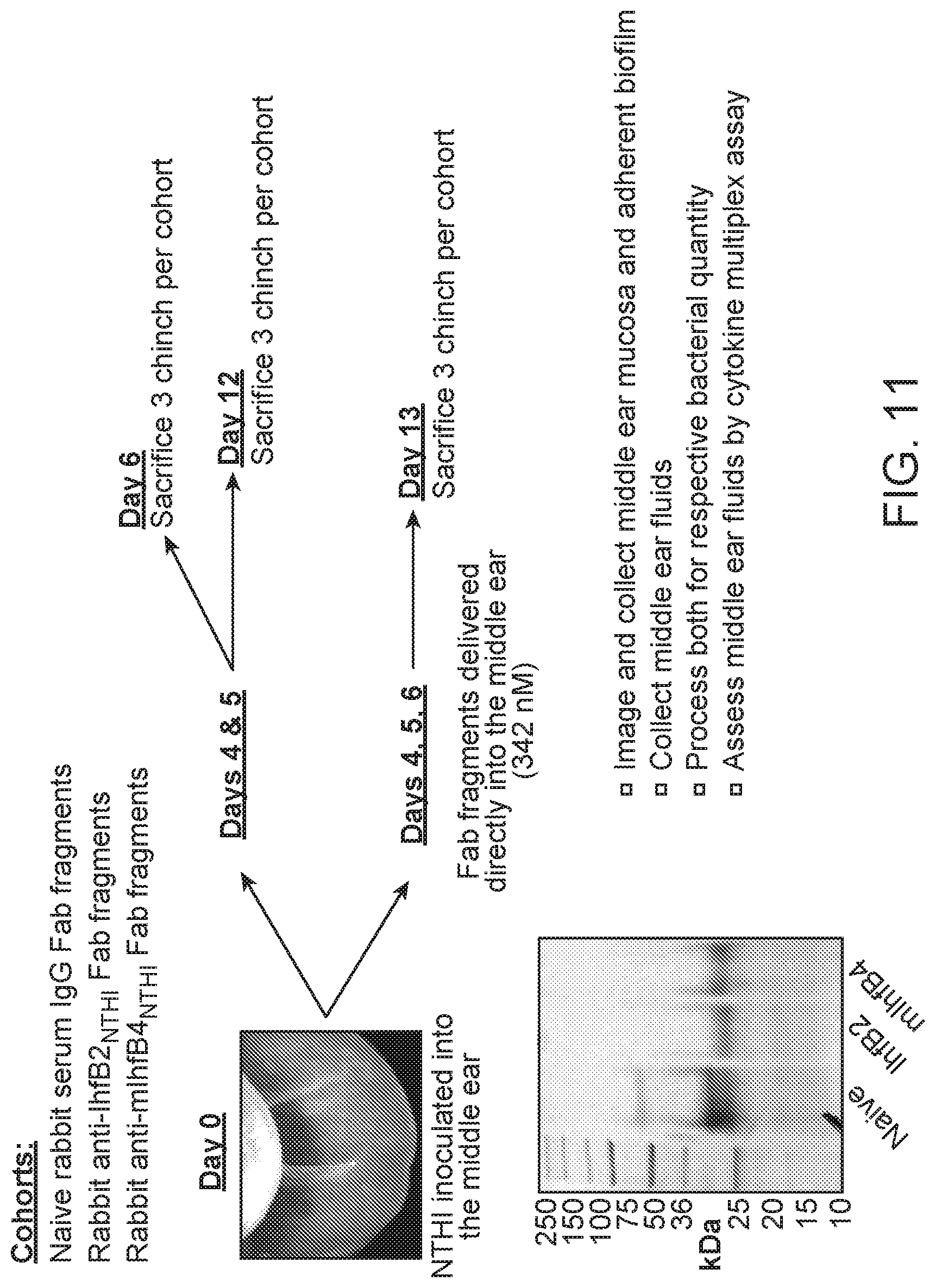 Patent US12098188 Figure 13 – Antibody fragments for the treatment of biofilm-related disorders