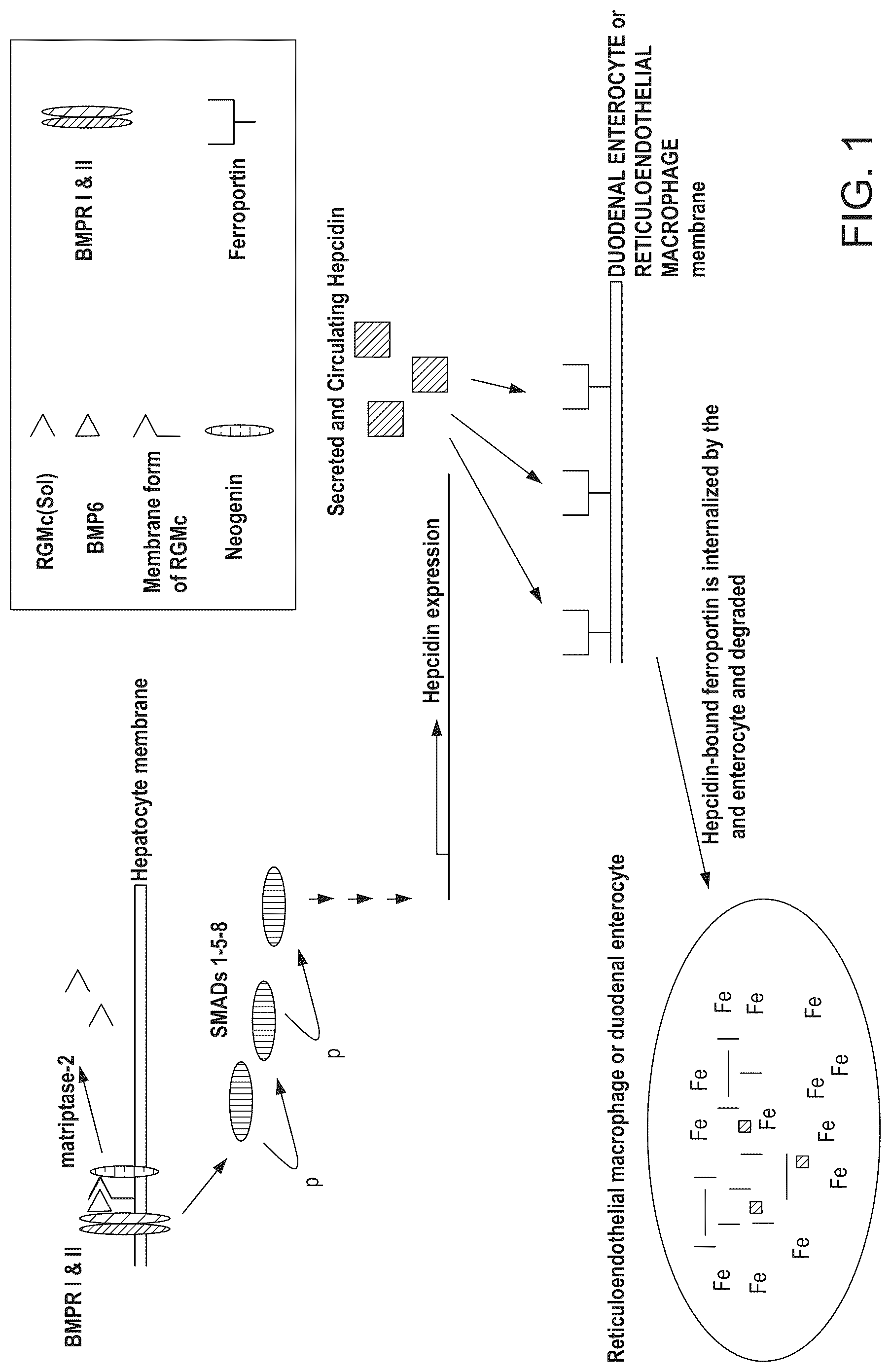 Patent US12098189 Figure 1 – Composition and method for the diagnosis and treatment of iron-related disorders