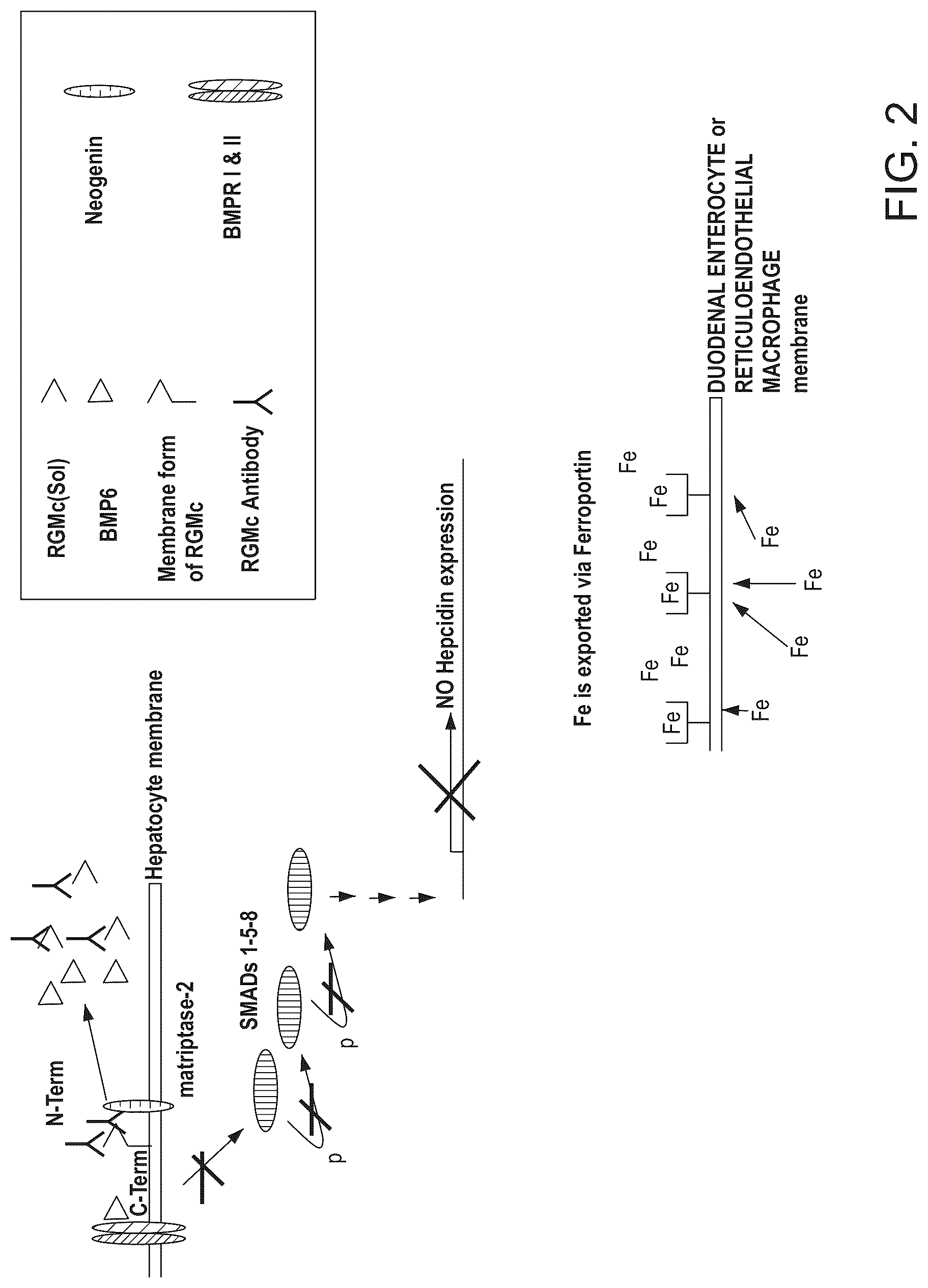 Patent US12098189 Figure 2 – Composition and method for the diagnosis and treatment of iron-related disorders