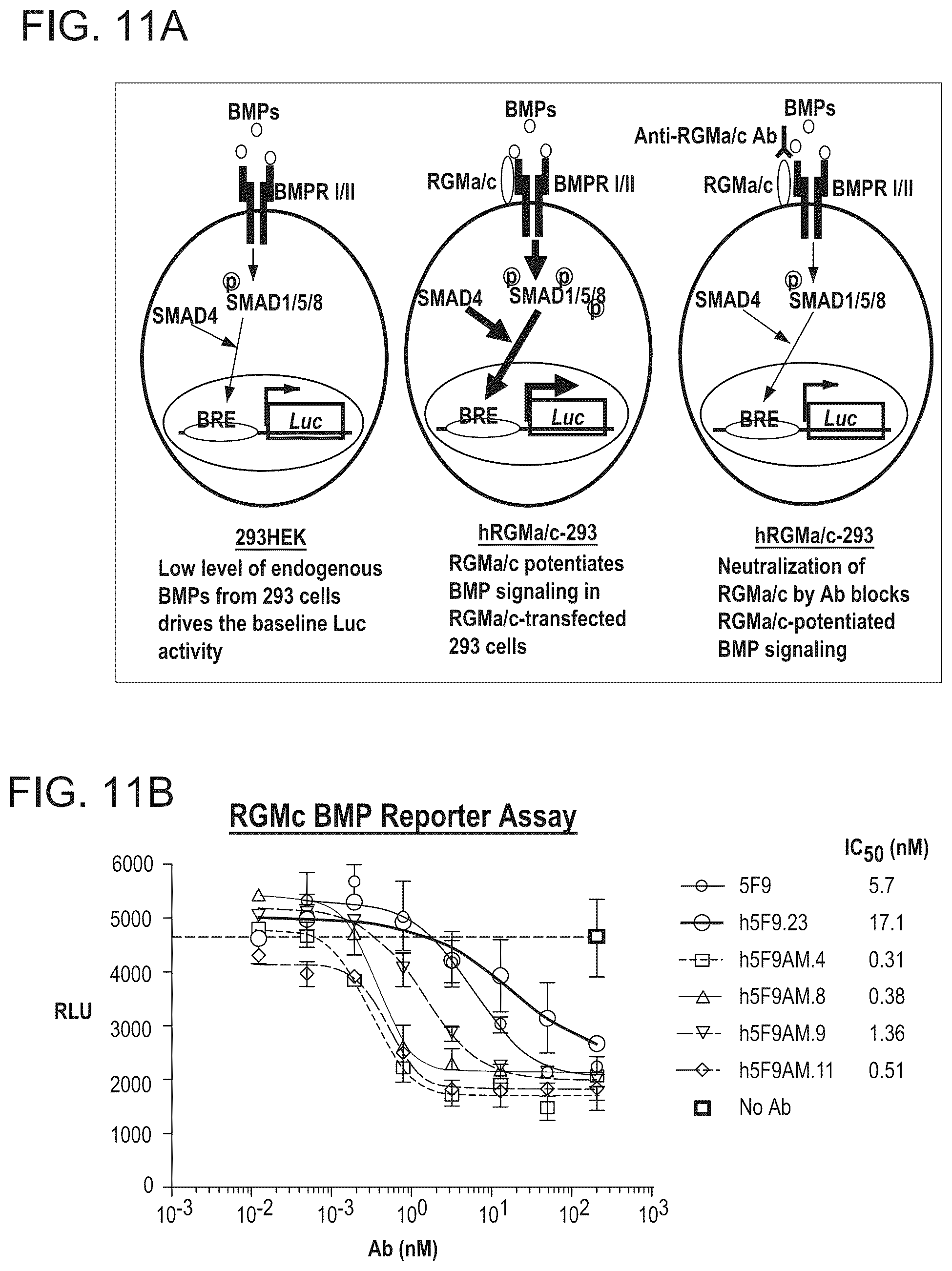 Patent US12098189 Figure 11 – Composition and method for the diagnosis and treatment of iron-related disorders