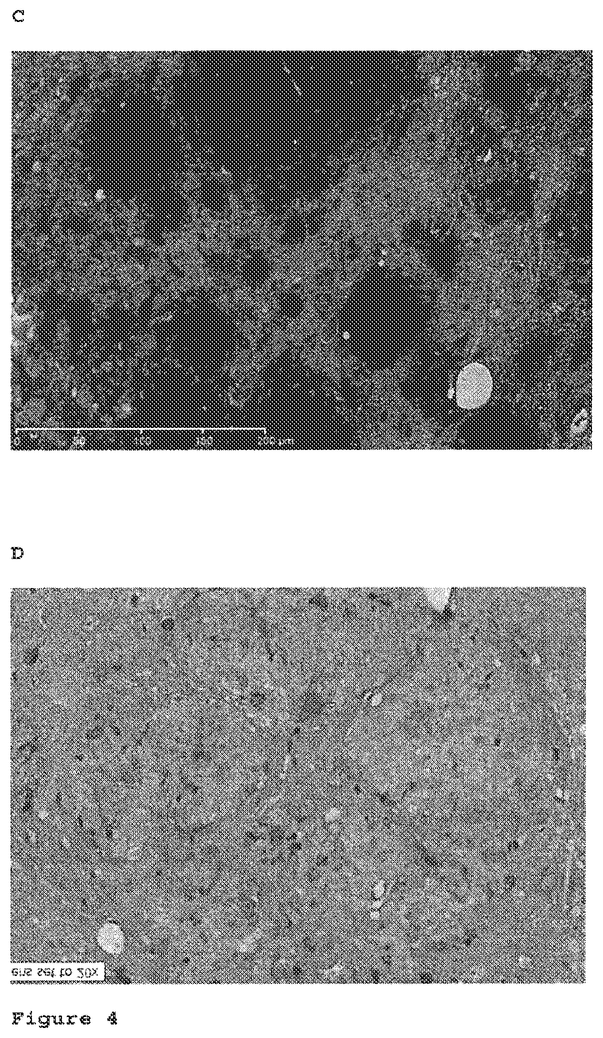 Patent US12098191 Figure 4 – Antibodies to amyloid beta