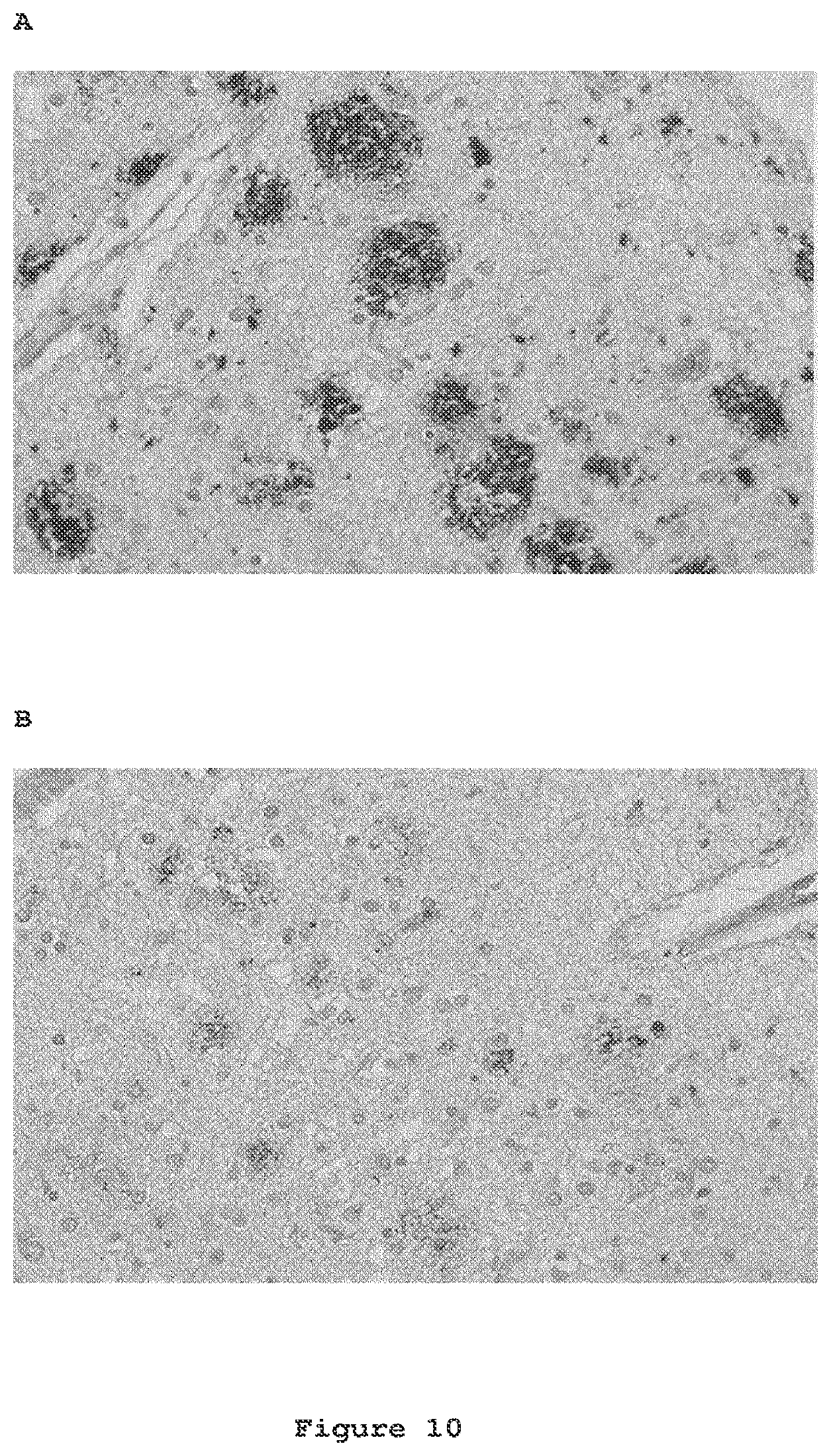 Patent US12098191 Figure 8 – Antibodies to amyloid beta
