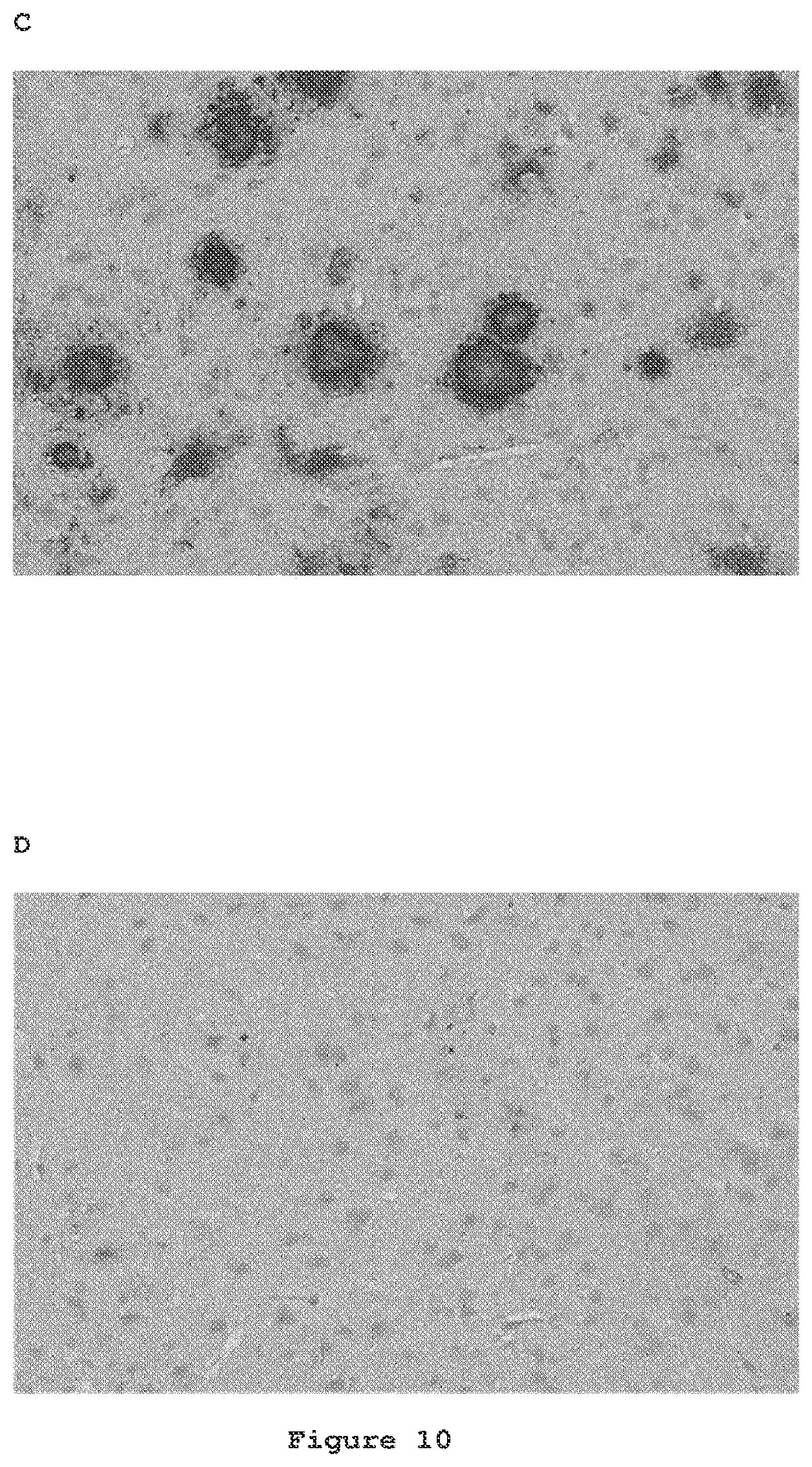 Patent US12098191 Figure 9 – Antibodies to amyloid beta