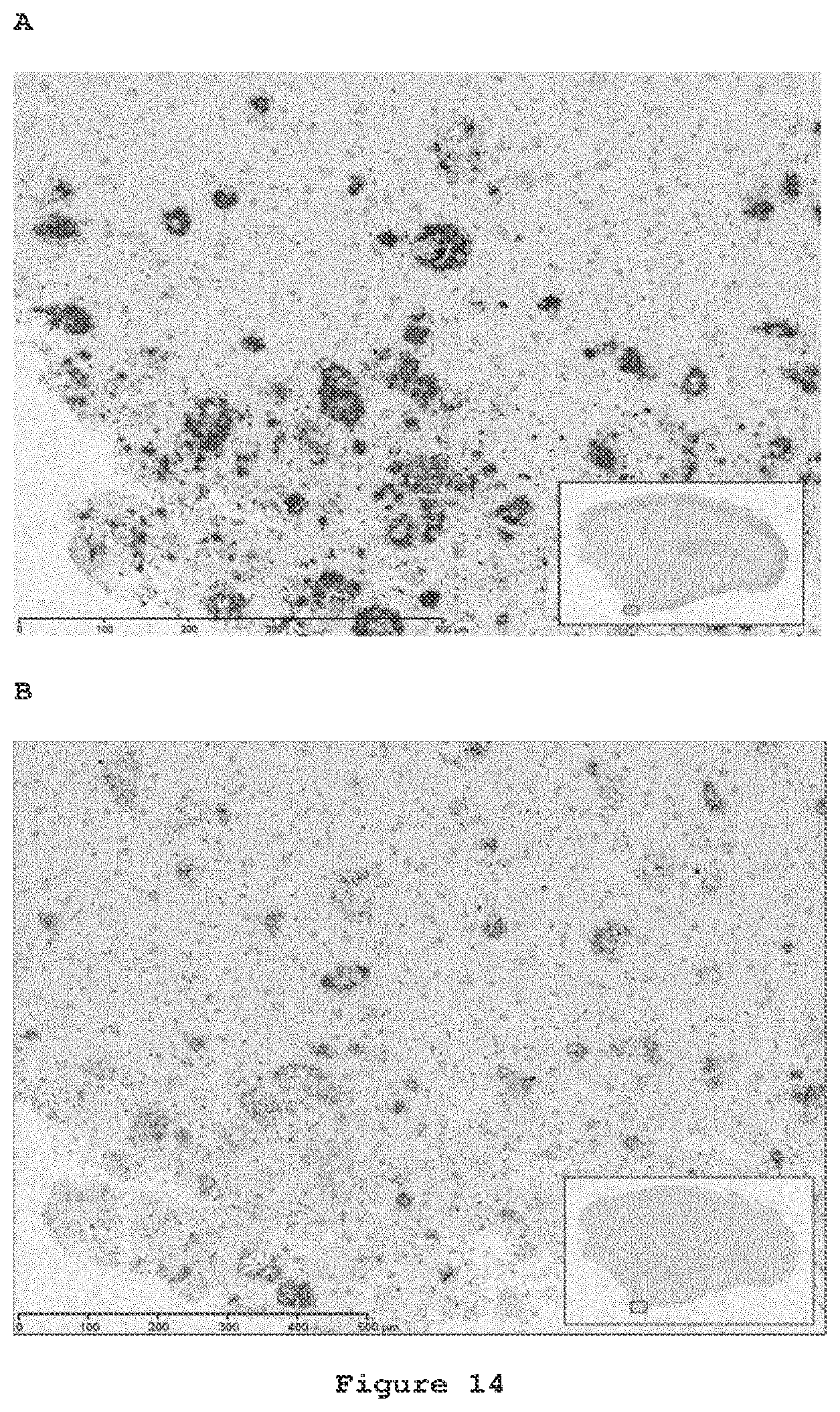Patent US12098191 Figure 13 – Antibodies to amyloid beta