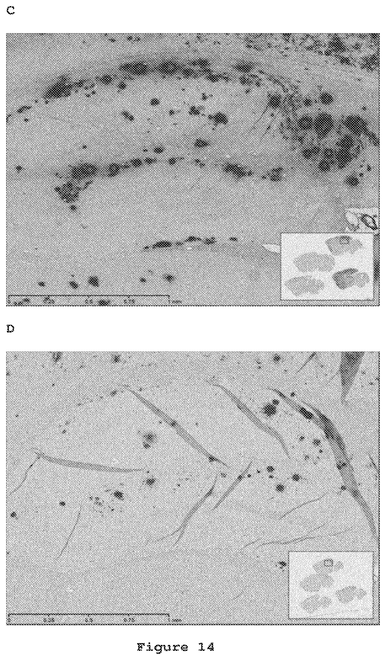 Patent US12098191 Figure 14 – Antibodies to amyloid beta