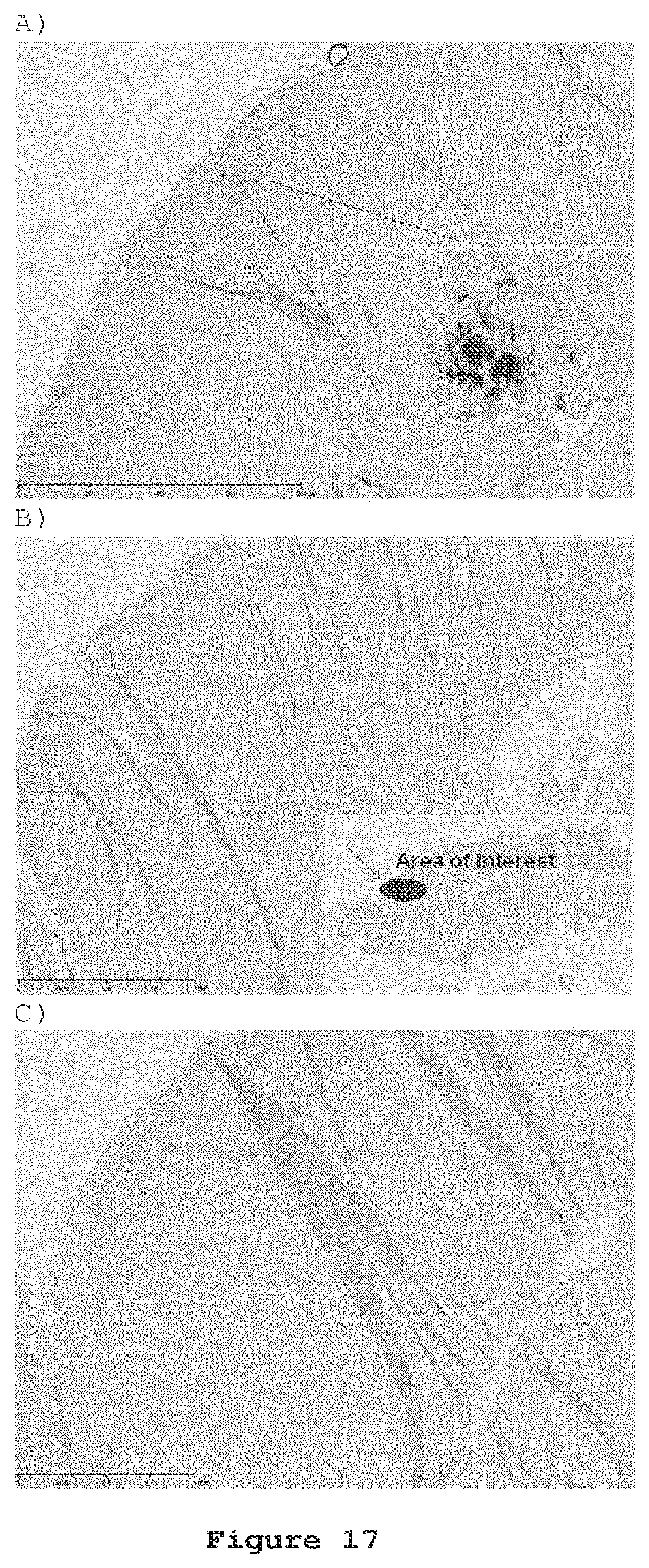 Patent US12098191 Figure 17 – Antibodies to amyloid beta