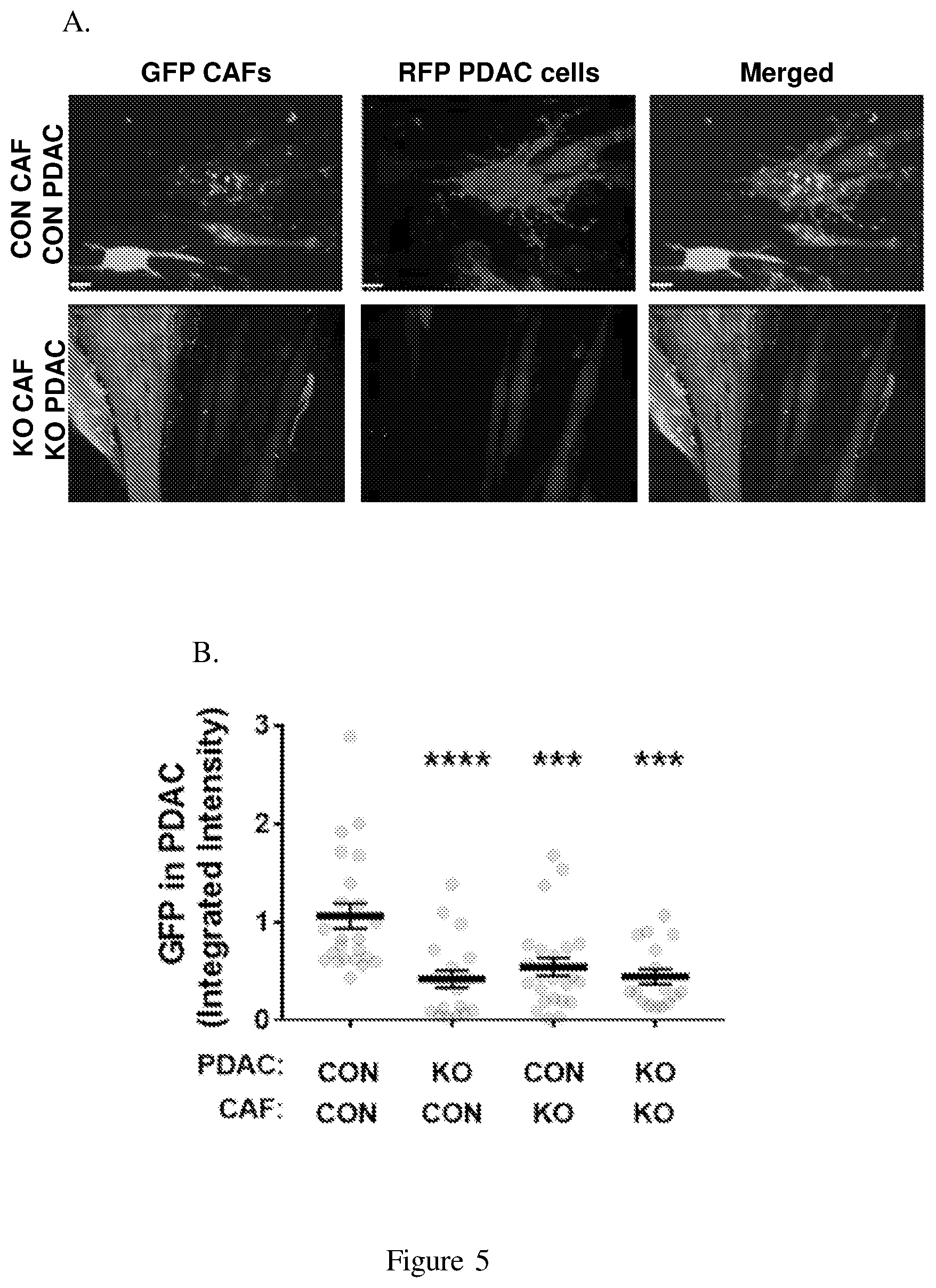 Patent US12098193 Figure 9 – Netrin G1 as a biomarker for enhancing tumor treatment efficacy