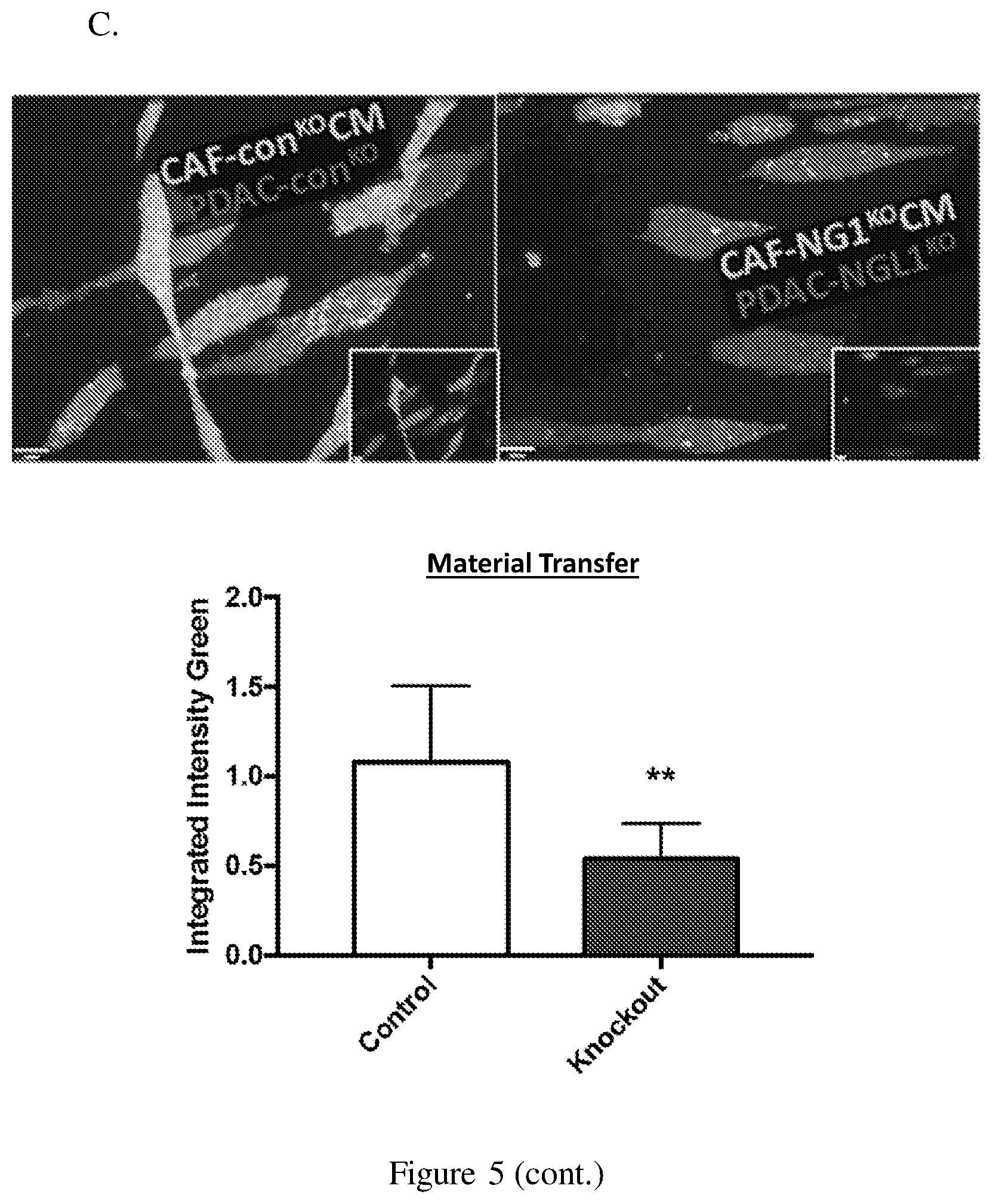 Patent US12098193 Figure 10 – Netrin G1 as a biomarker for enhancing tumor treatment efficacy