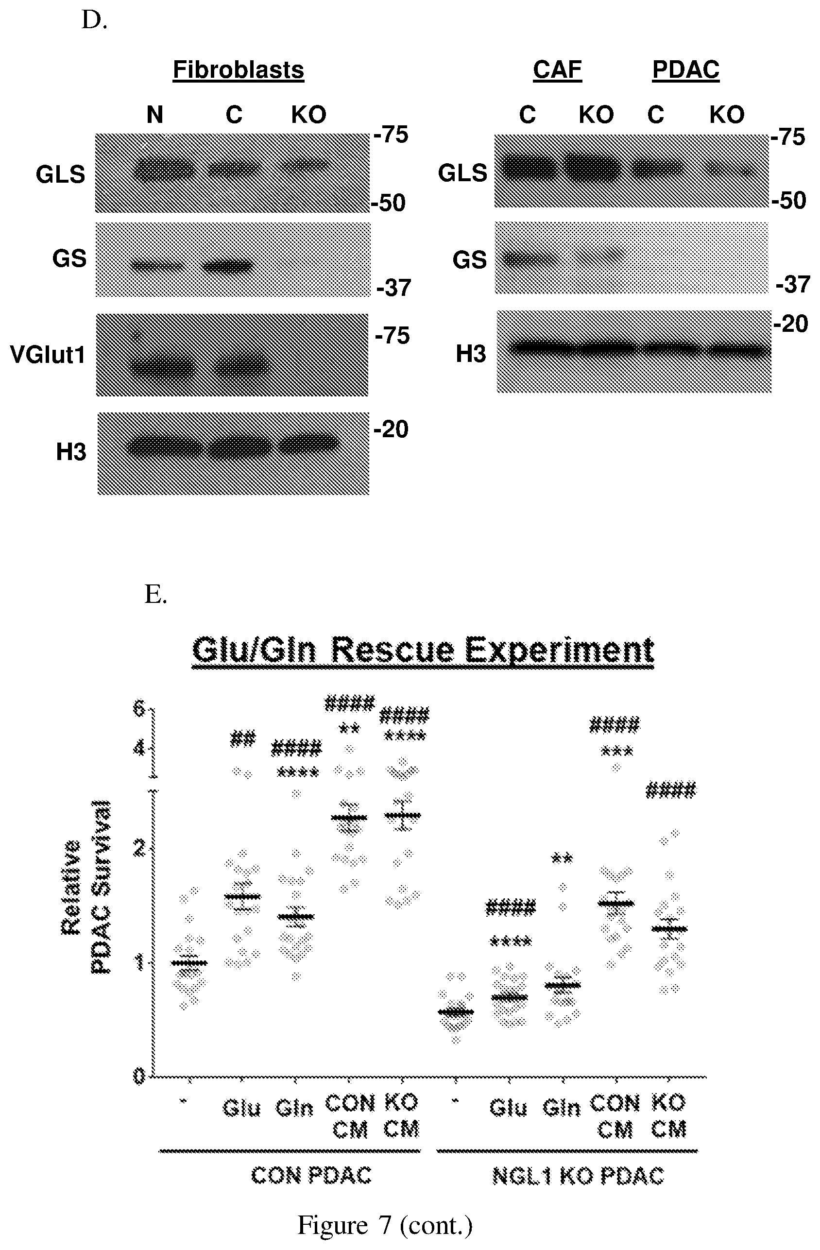 Patent US12098193 Figure 14 – Netrin G1 as a biomarker for enhancing tumor treatment efficacy