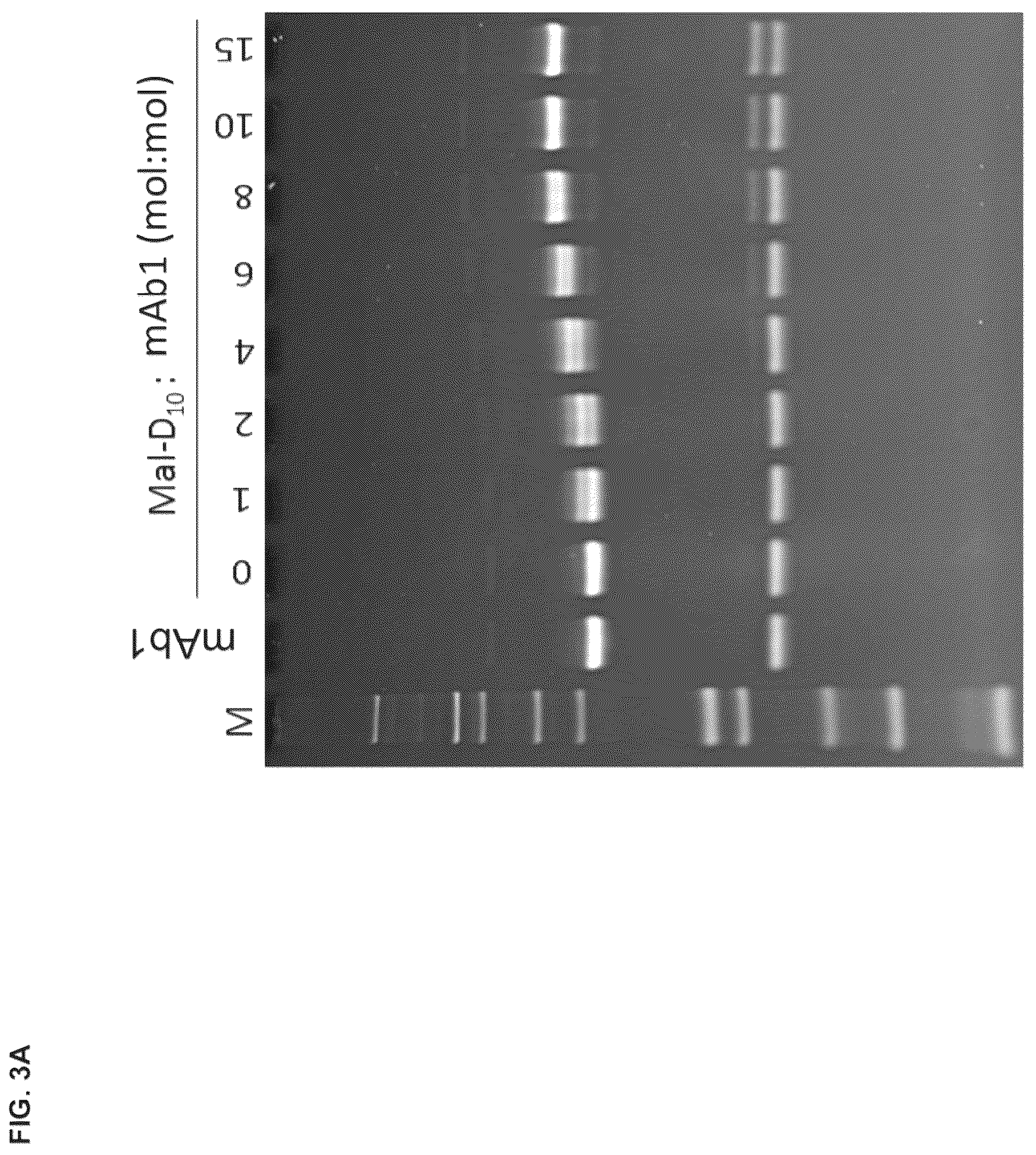 Patent US12098194 Figure 3 – Bone-targeting antibodies
