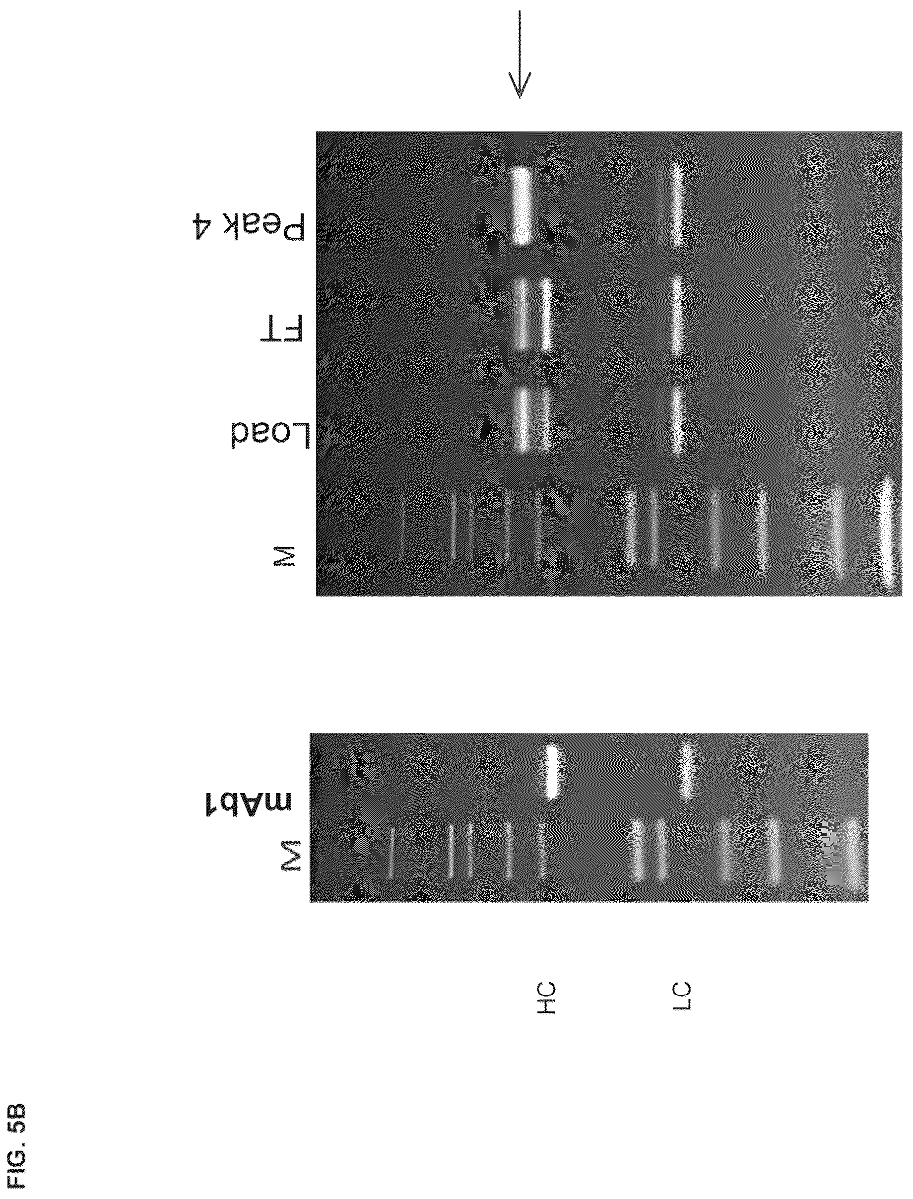 Patent US12098194 Figure 7 – Bone-targeting antibodies