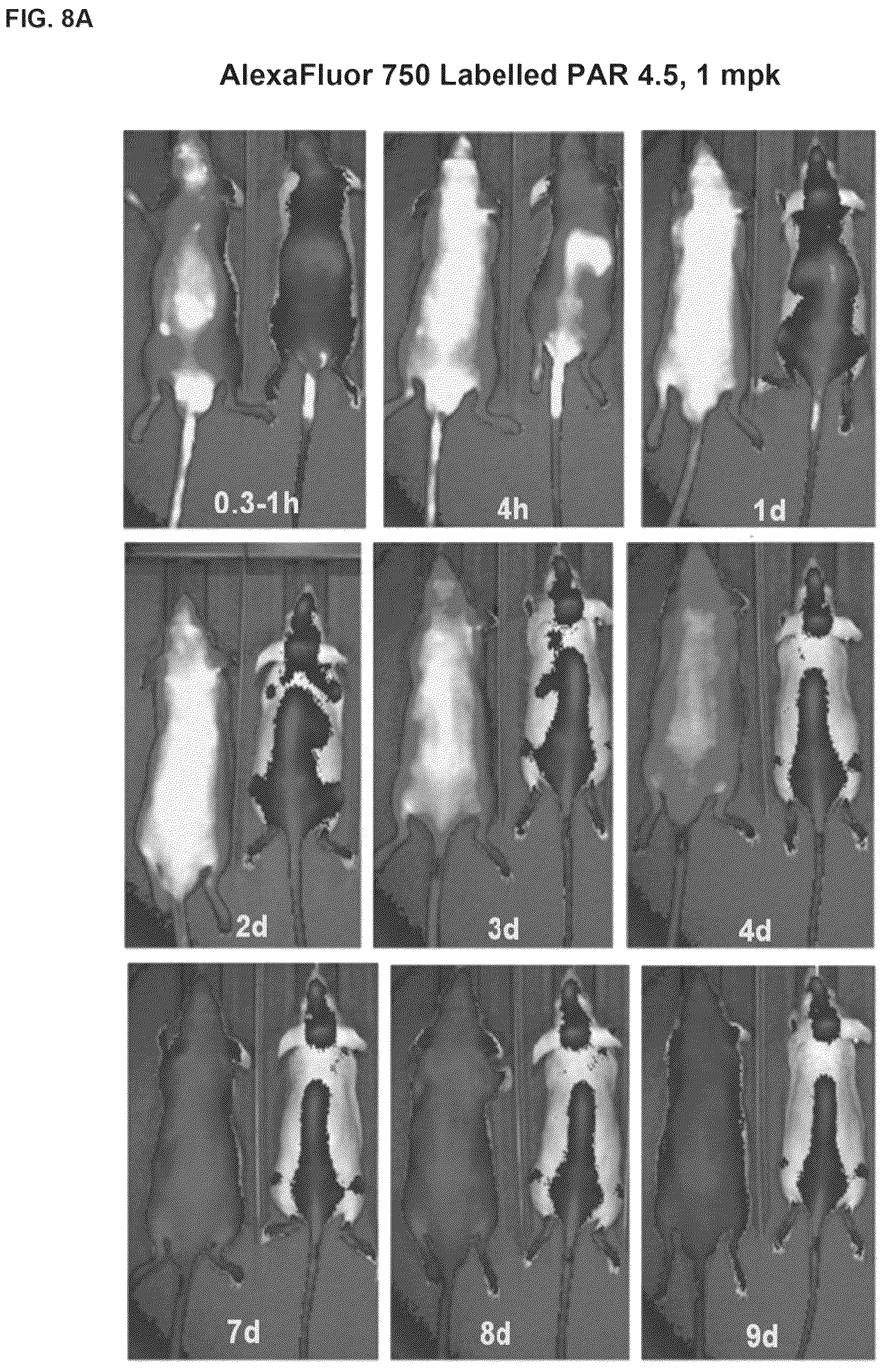 Patent US12098194 Figure 11 – Bone-targeting antibodies