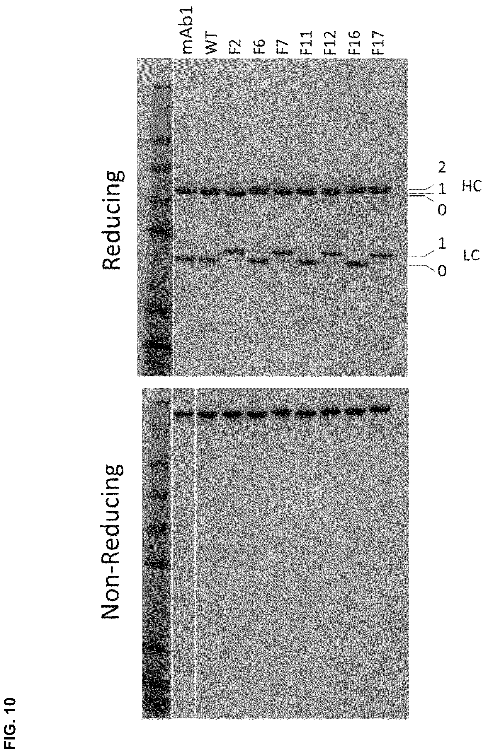 Patent US12098194 Figure 15 – Bone-targeting antibodies