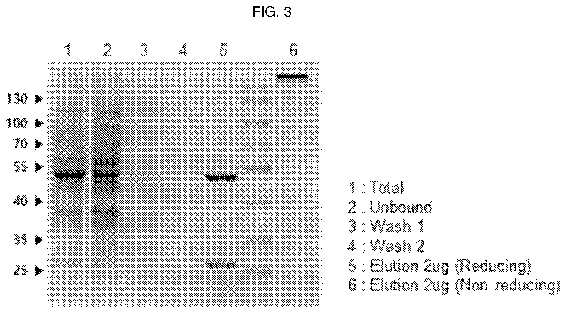Patent US12098198 Figure 3 – Antibody binding specifically to ECL-2 of claudin 3, fragment thereof, and use thereof