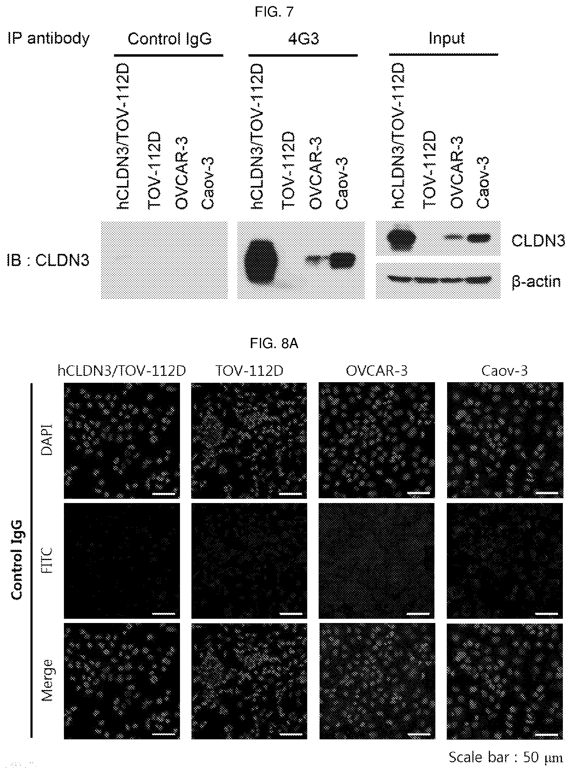 Patent US12098198 Figure 9 – Antibody binding specifically to ECL-2 of claudin 3, fragment thereof, and use thereof