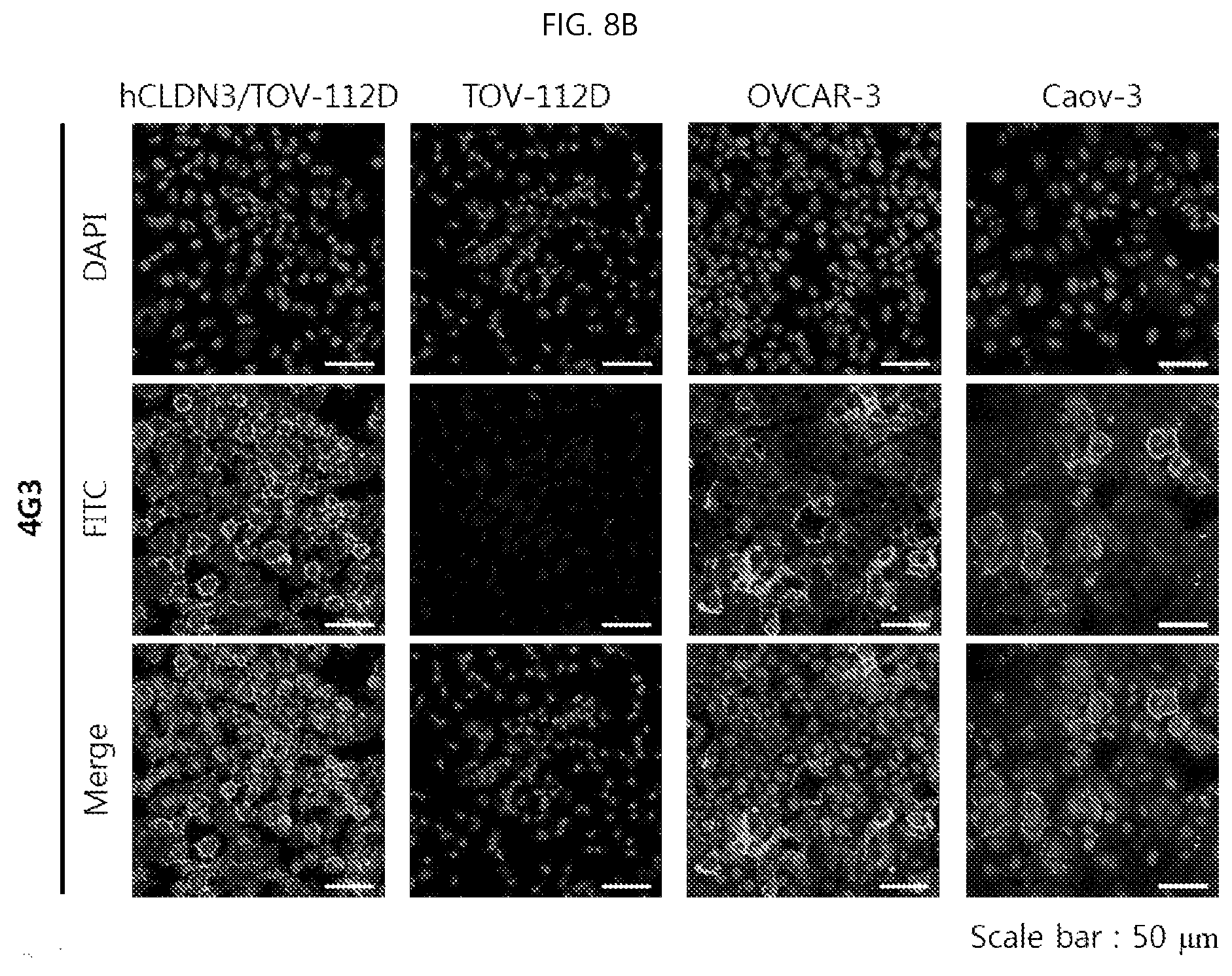 Patent US12098198 Figure 10 – Antibody binding specifically to ECL-2 of claudin 3, fragment thereof, and use thereof
