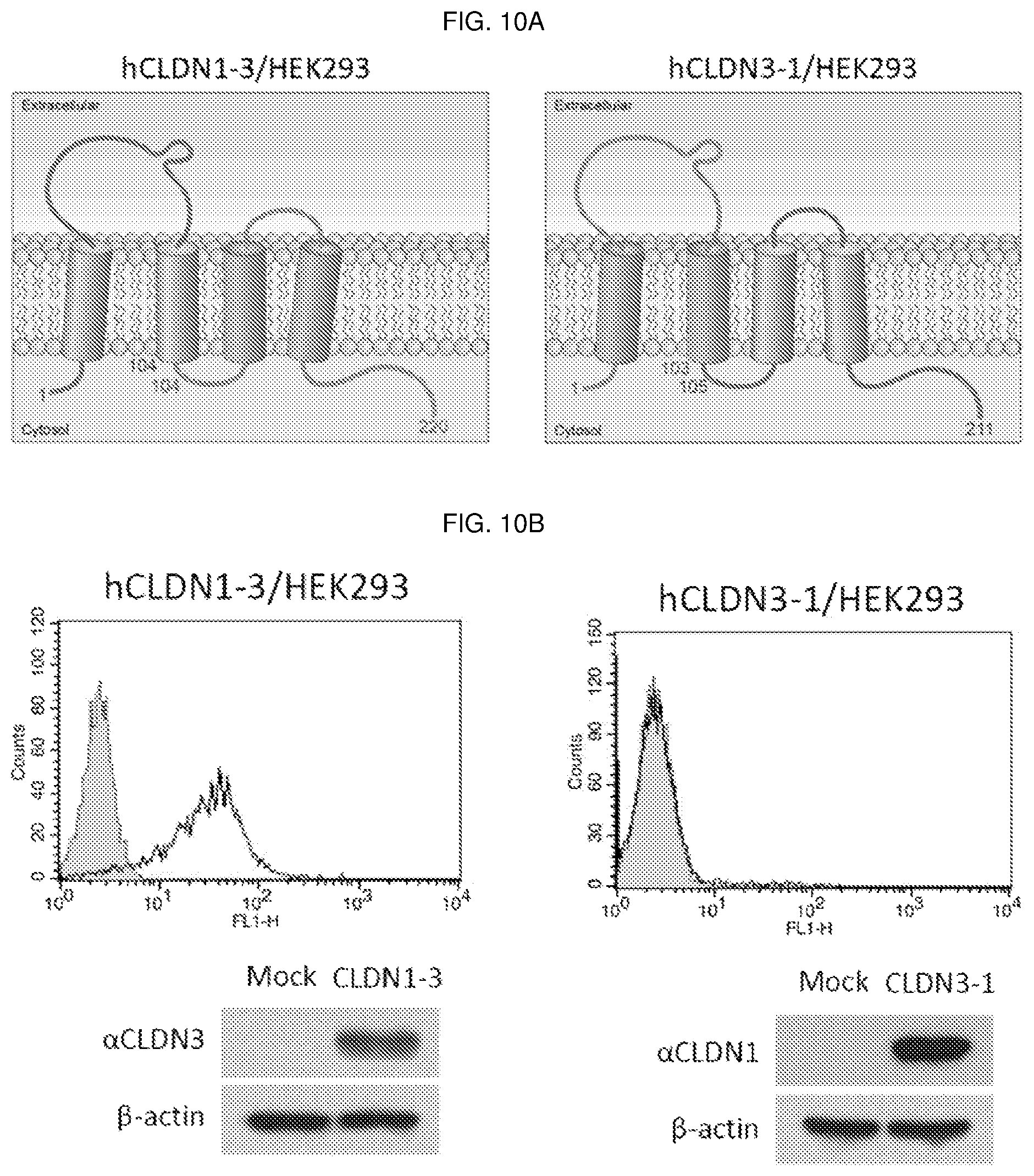 Patent US12098198 Figure 14 – Antibody binding specifically to ECL-2 of claudin 3, fragment thereof, and use thereof