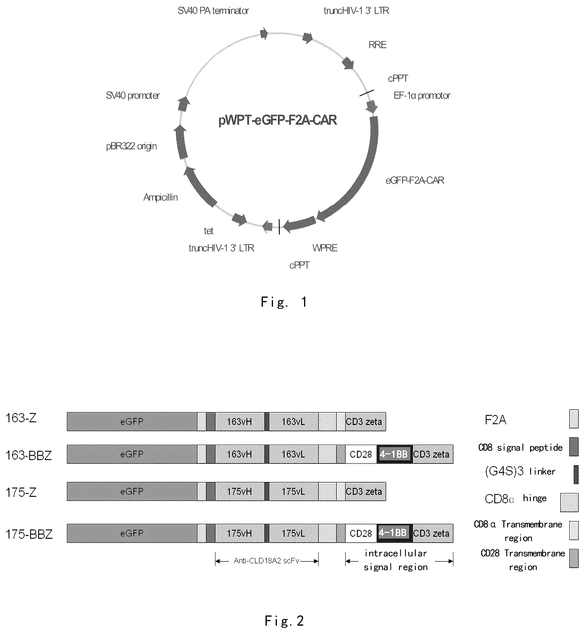 Patent US12098199 Figure 1 – Immunologic effector cell of targeted CLD18A2, and preparation method and use thereof