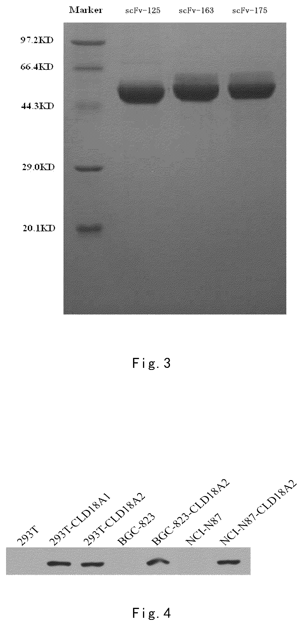 Patent US12098199 Figure 2 – Immunologic effector cell of targeted CLD18A2, and preparation method and use thereof