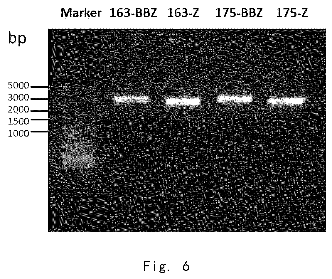 Patent US12098199 Figure 4 – Immunologic effector cell of targeted CLD18A2, and preparation method and use thereof
