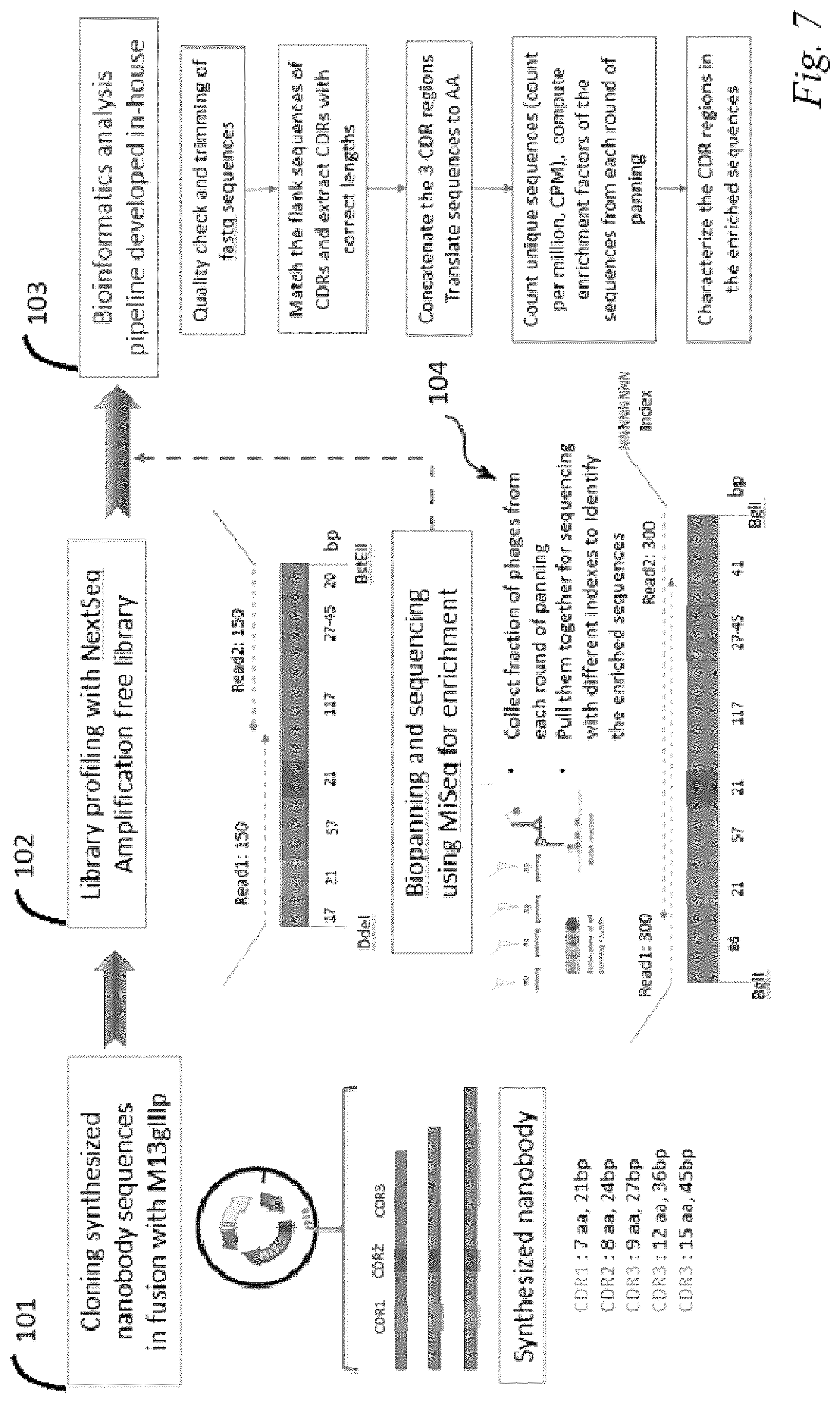 Patent US12098200 Figure 5 – Brain-targeting single domain antibodies and purification methods