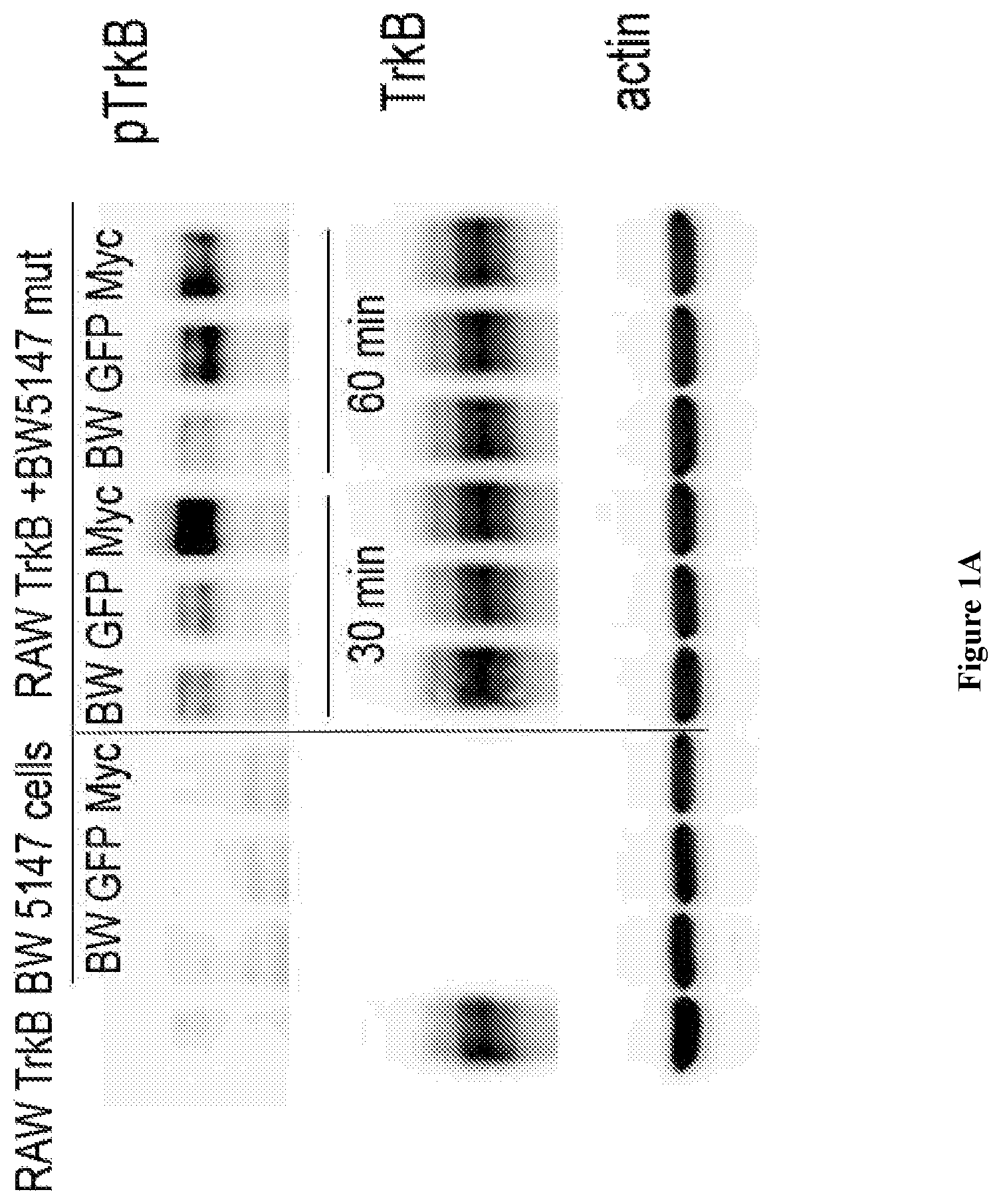Patent US12098202 Figure 1 – Non-cytotoxic modified cells and use thereof