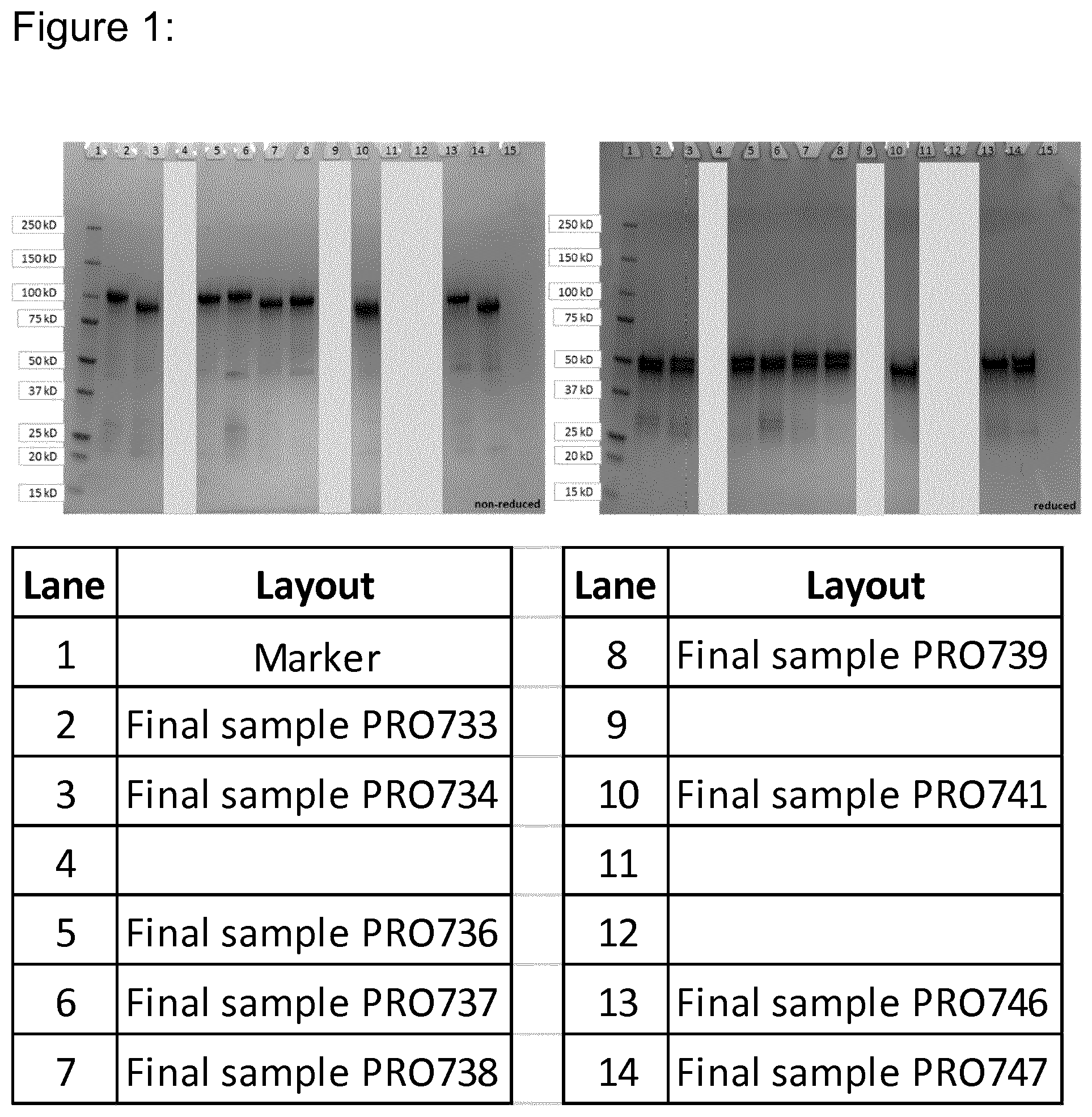 Patent US12098203 Figure 1 – Hetero-dimeric multi-specific antibody format targeting at least CD3 and HSA