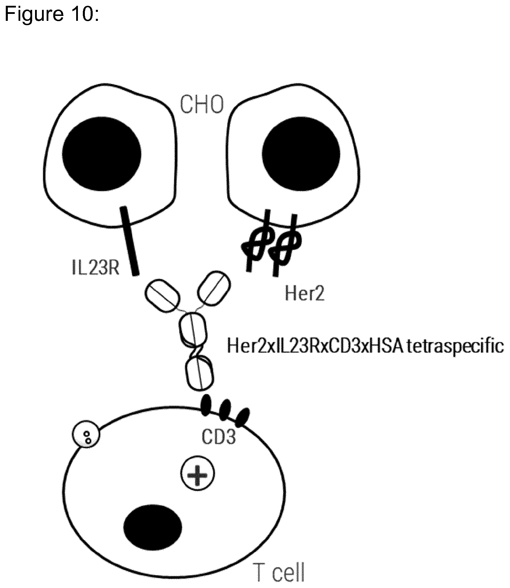 Patent US12098203 Figure 10 – Hetero-dimeric multi-specific antibody format targeting at least CD3 and HSA