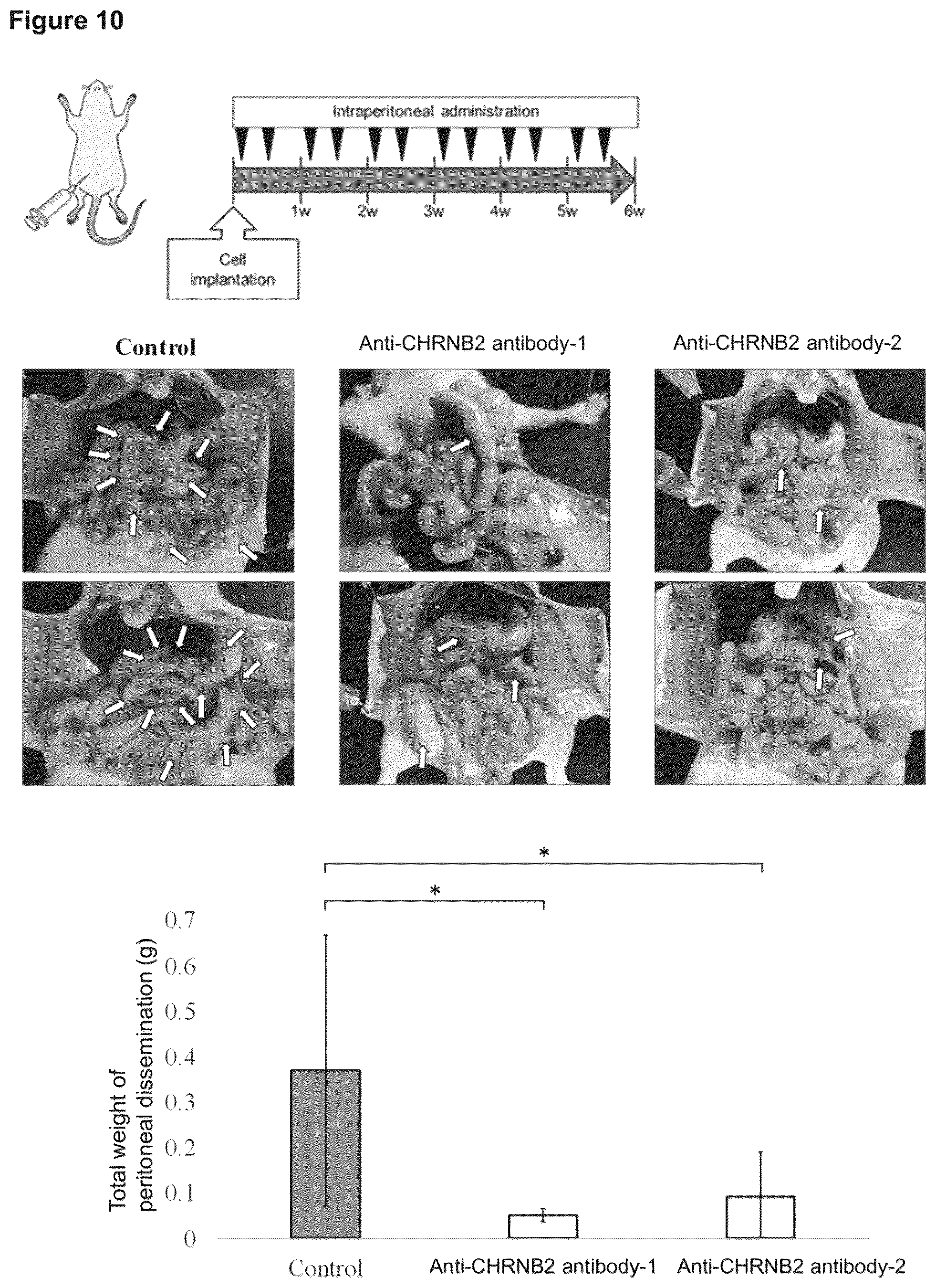 Patent US12098205 Figure 9 – Therapeutic agent targeted to receptor protein, test agent, antibody that binds to receptor protein, and screening method for molecularly targeted drugs