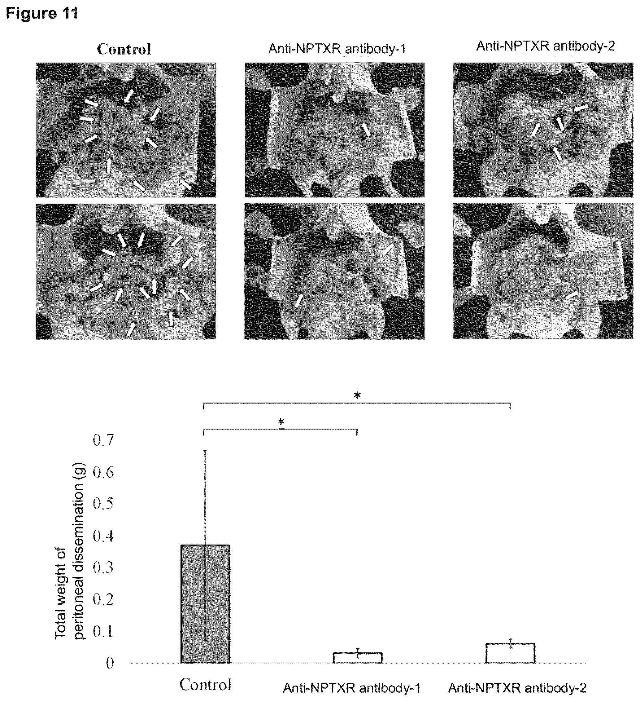 Patent US12098205 Figure 10 – Therapeutic agent targeted to receptor protein, test agent, antibody that binds to receptor protein, and screening method for molecularly targeted drugs